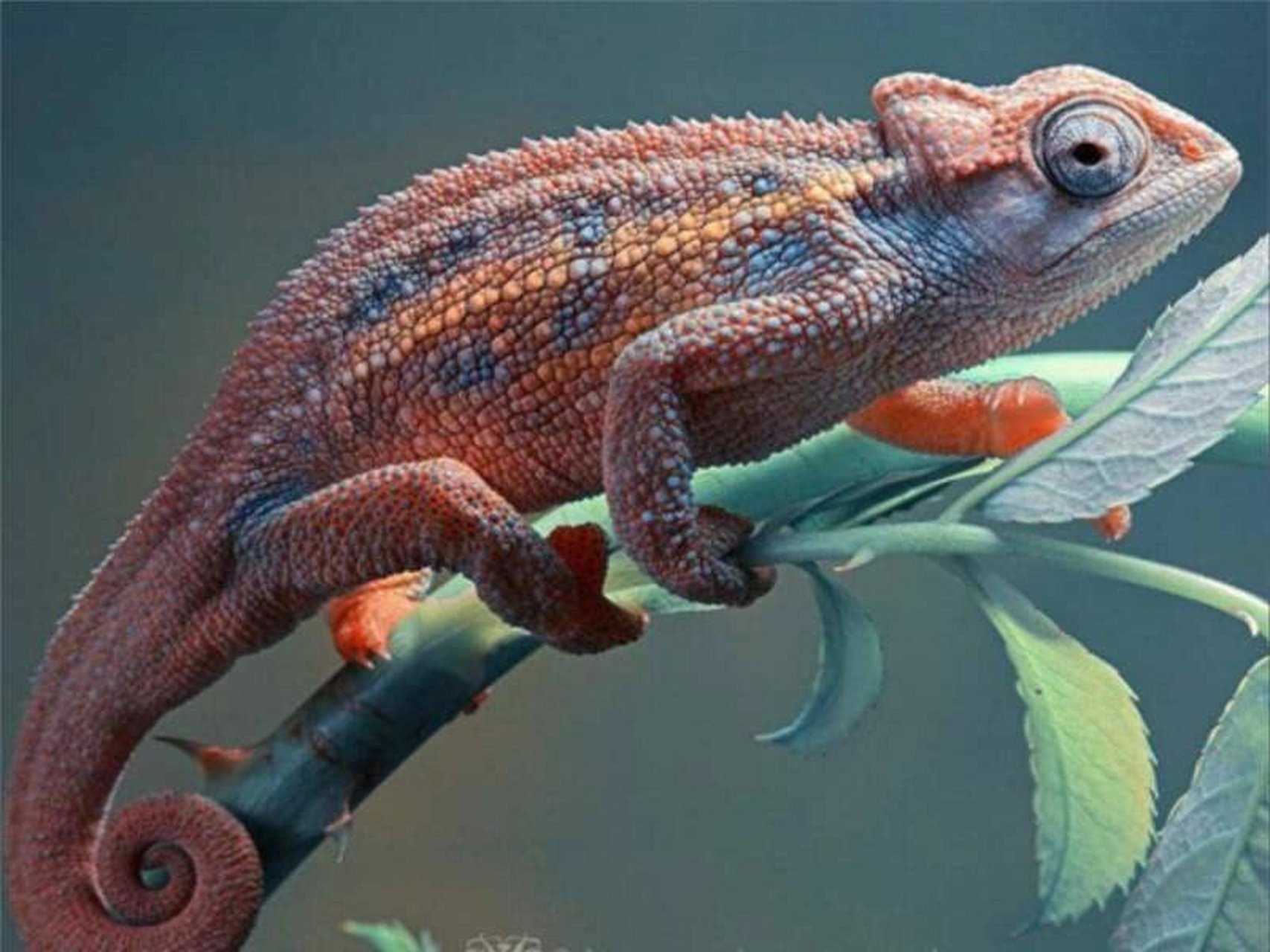 变色龙丨避役科避役属动物06 989898 种类约160多种 9696