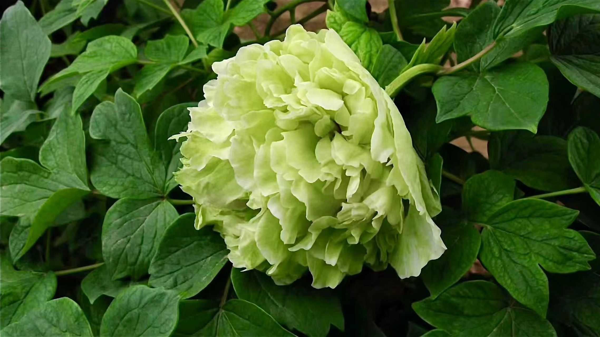 中国牡丹四大名品 姚黄,魏紫,豆绿,赵粉.