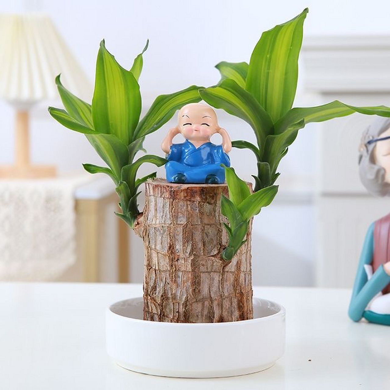巴西木幸运桌面绿植 巴西木又名香龙血树(学名:dracaena fragrans (l.