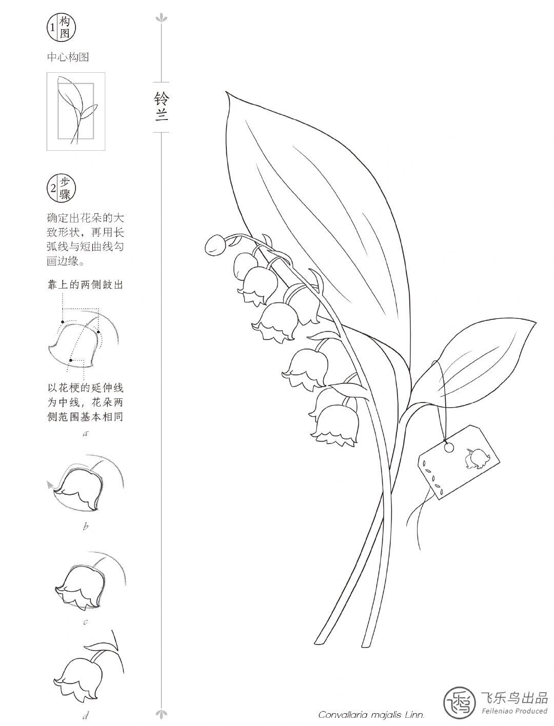 98简单详细的9种清新花卉线稿教程 简单又详细 清新植物花卉线稿