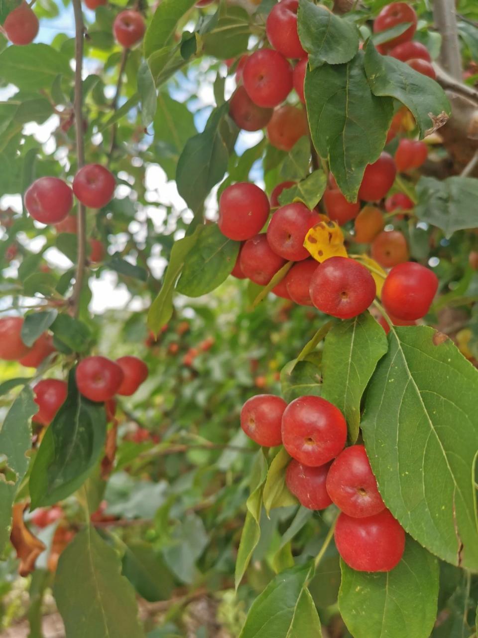 有人说海棠果就是山楂 有人说海棠果就是山楂,其实不是.