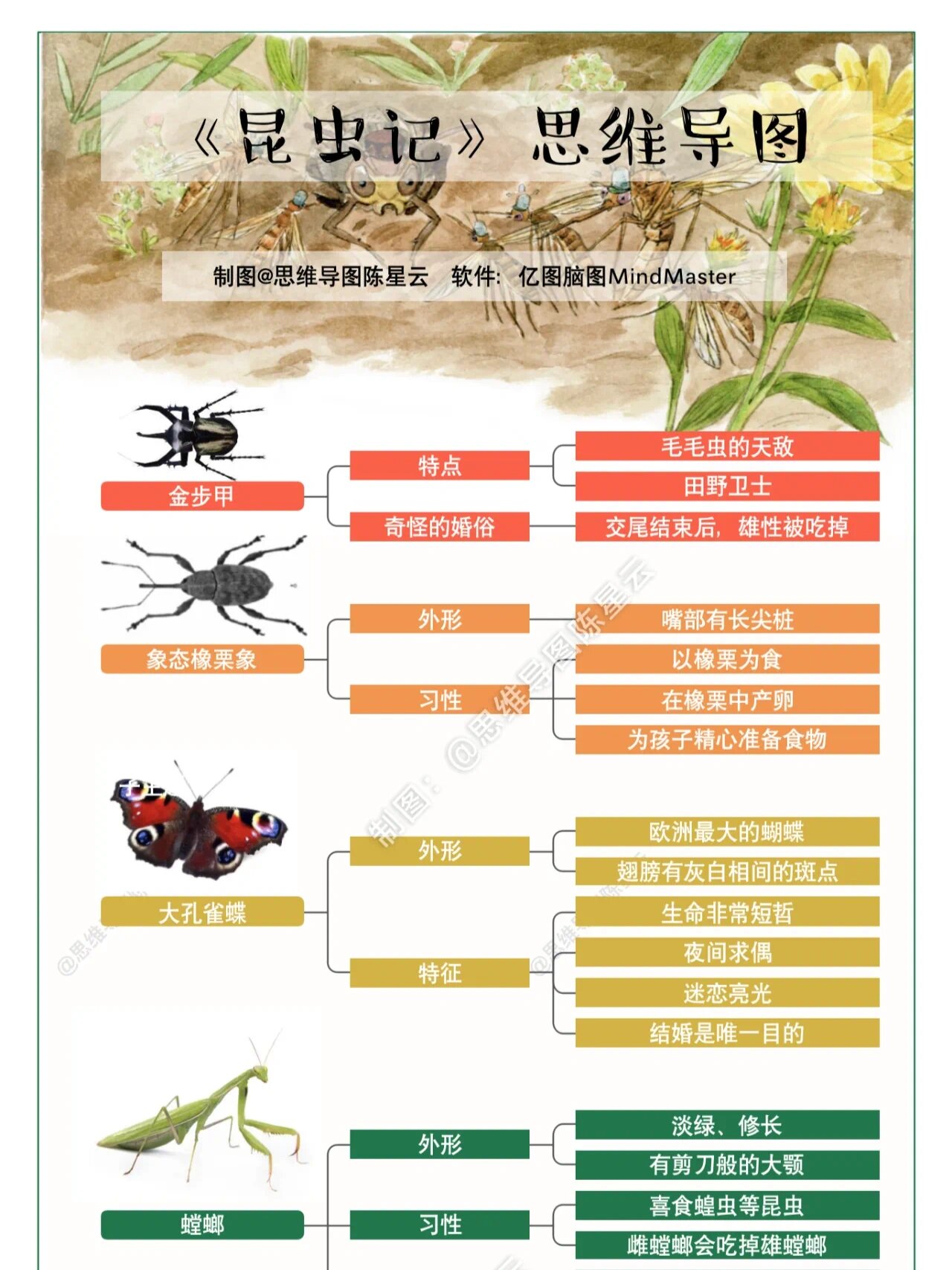 甲虫思维导图图片