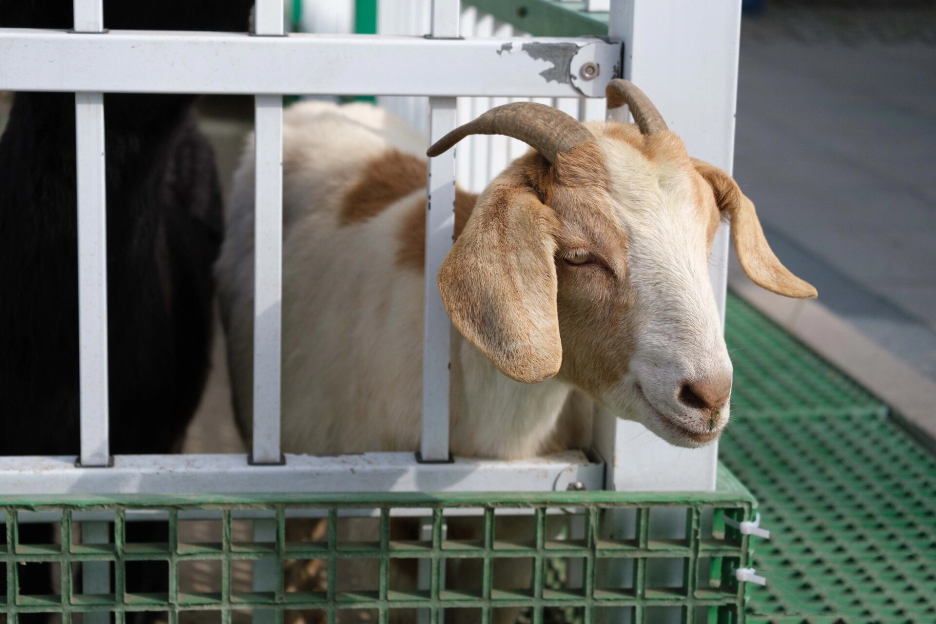 连云港新浦动物园 羊驼的发型真的很像达康书记的老婆欧阳菁