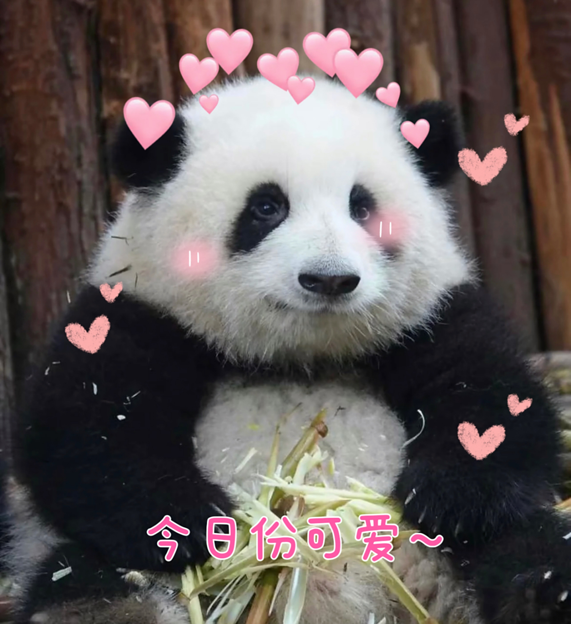 整了组花花表情包,太可爱了叭!