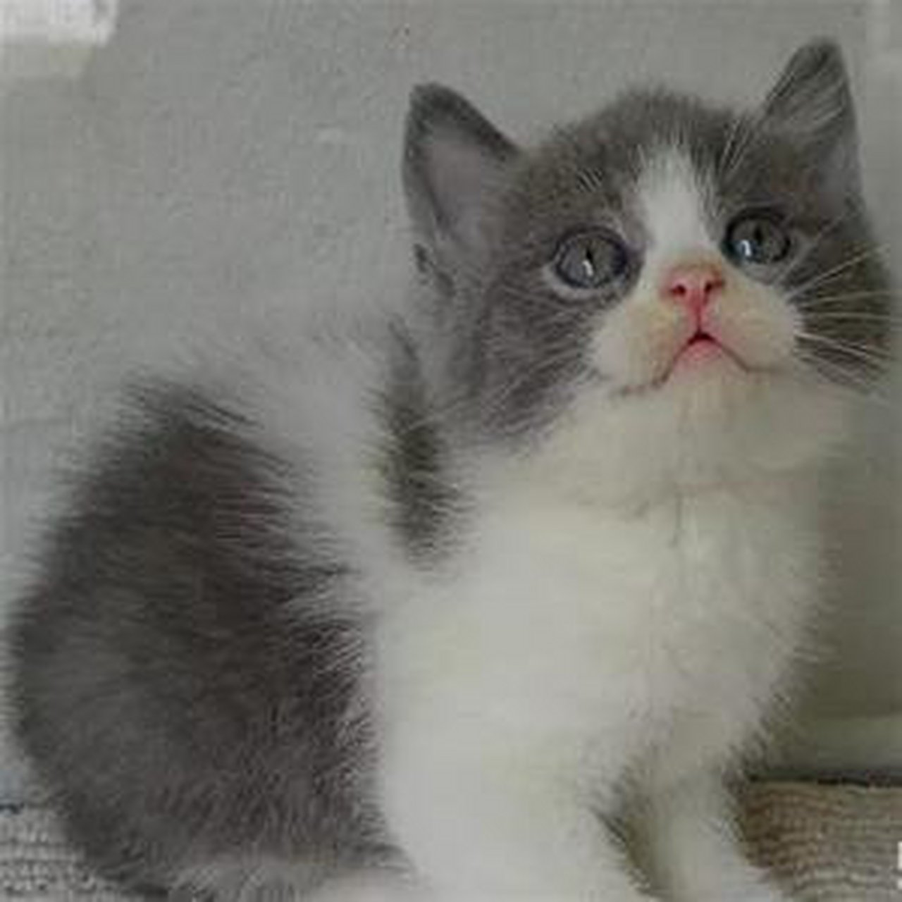 赛级英短蓝白活体幼猫纯种蓝猫立耳幼崽英国短毛猫家养宠物猫咪g