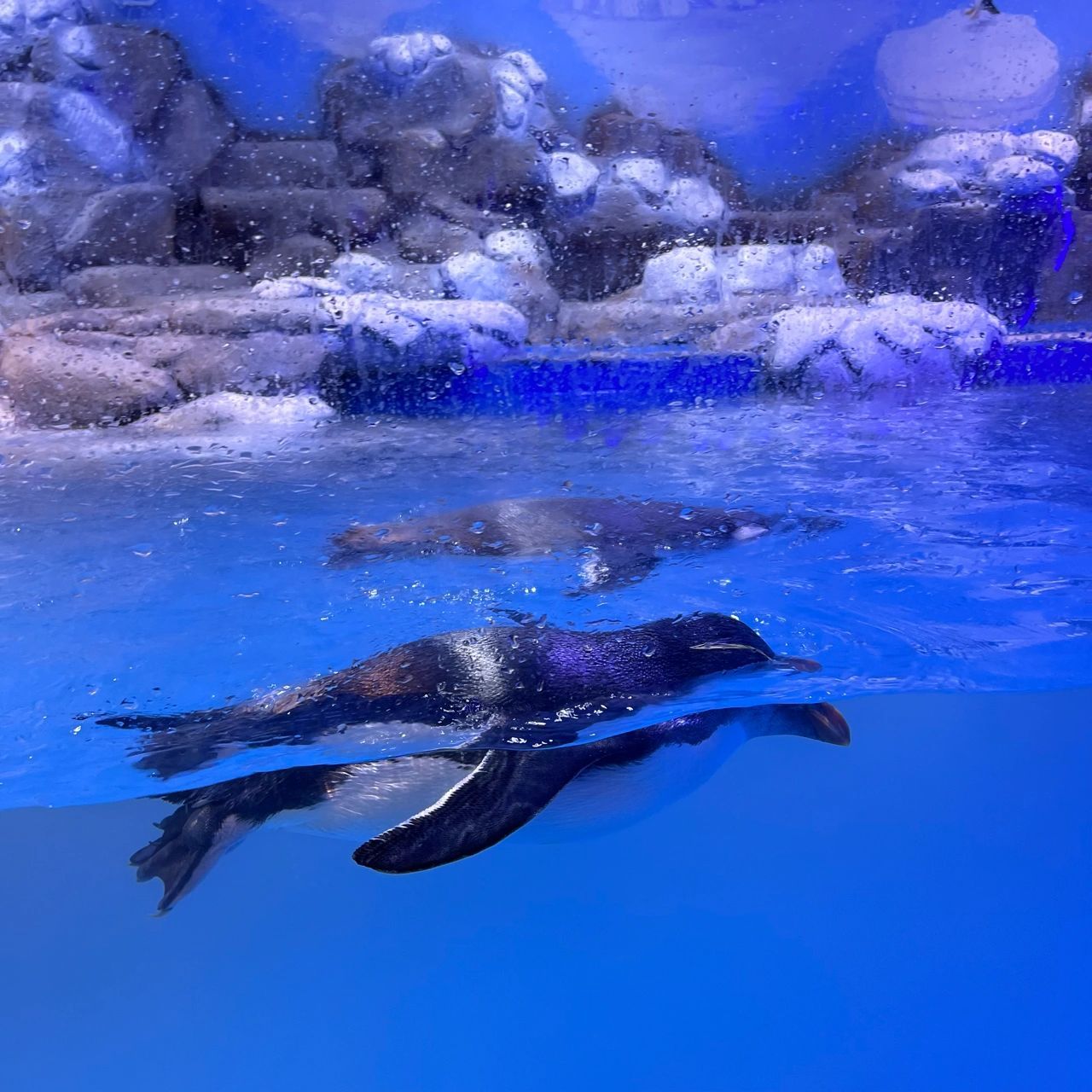 赤峰摩尔城海洋馆 99地点:维多利摩尔城一楼 96名字:海辰海洋乐园