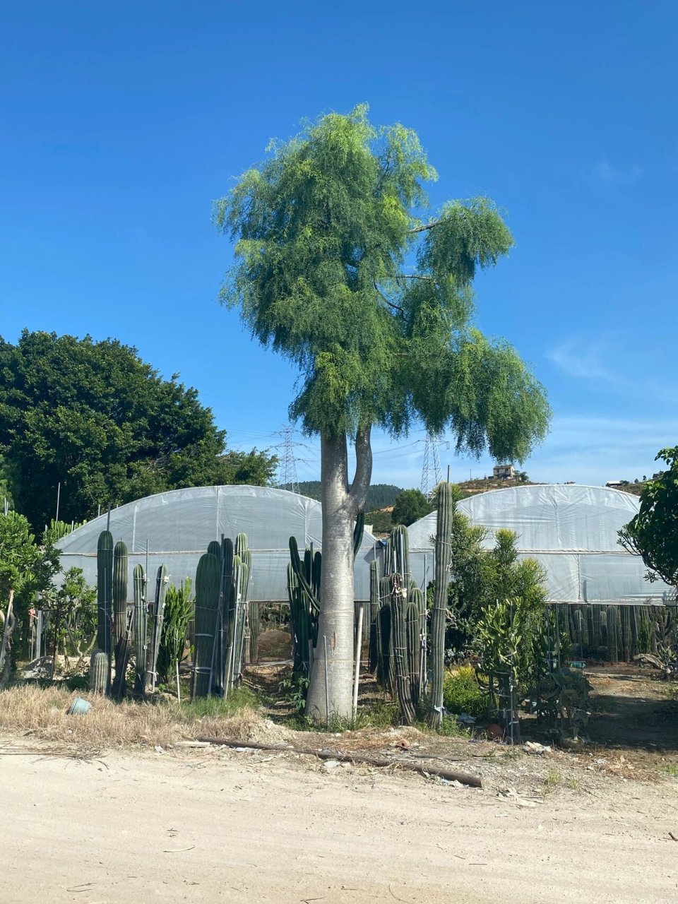 弥勒佛树象腿树猴面包树