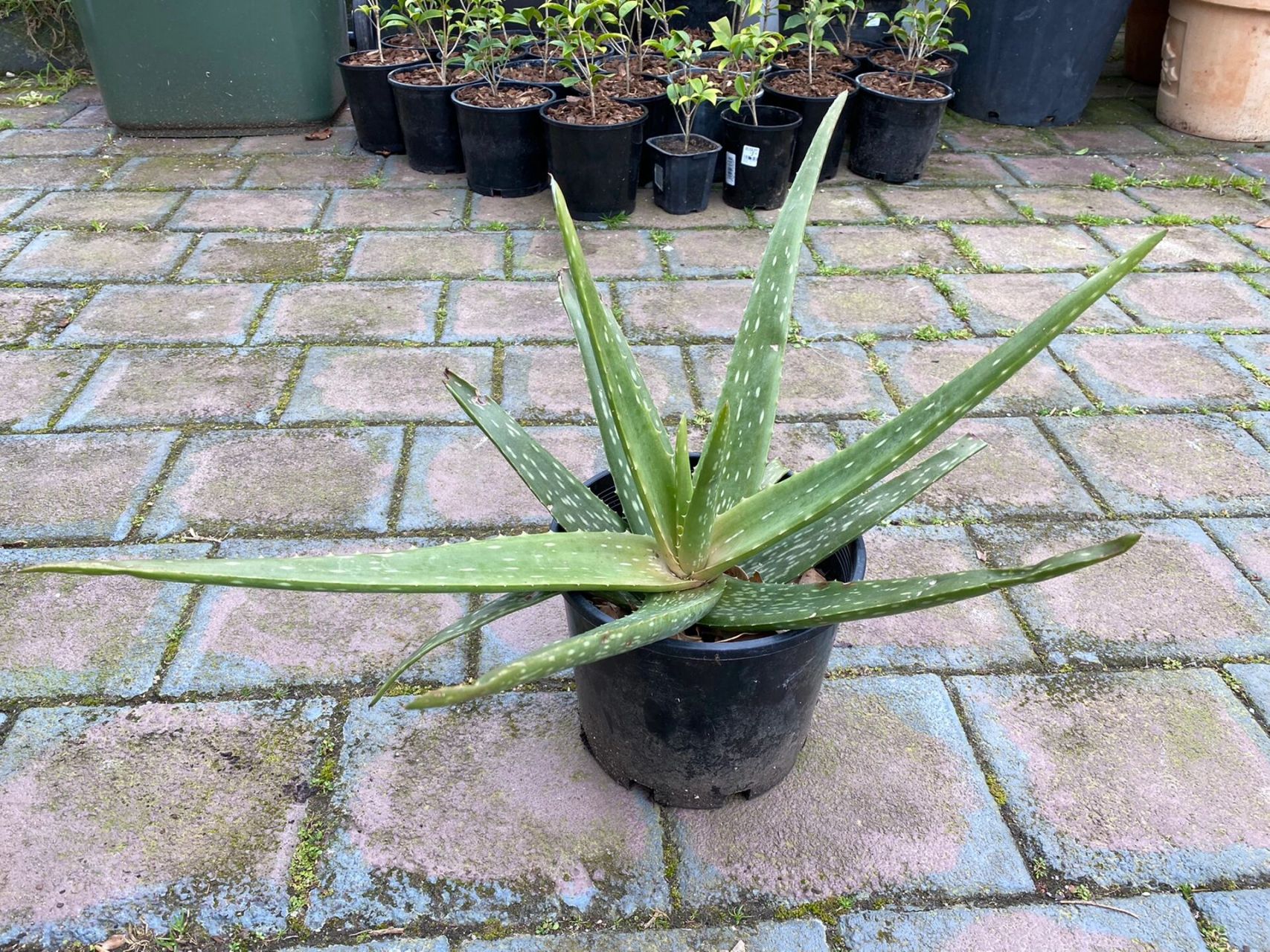 出一颗 中华芦荟 可食用品种芦荟 中华芦荟 15nzd 是三种可食用芦荟