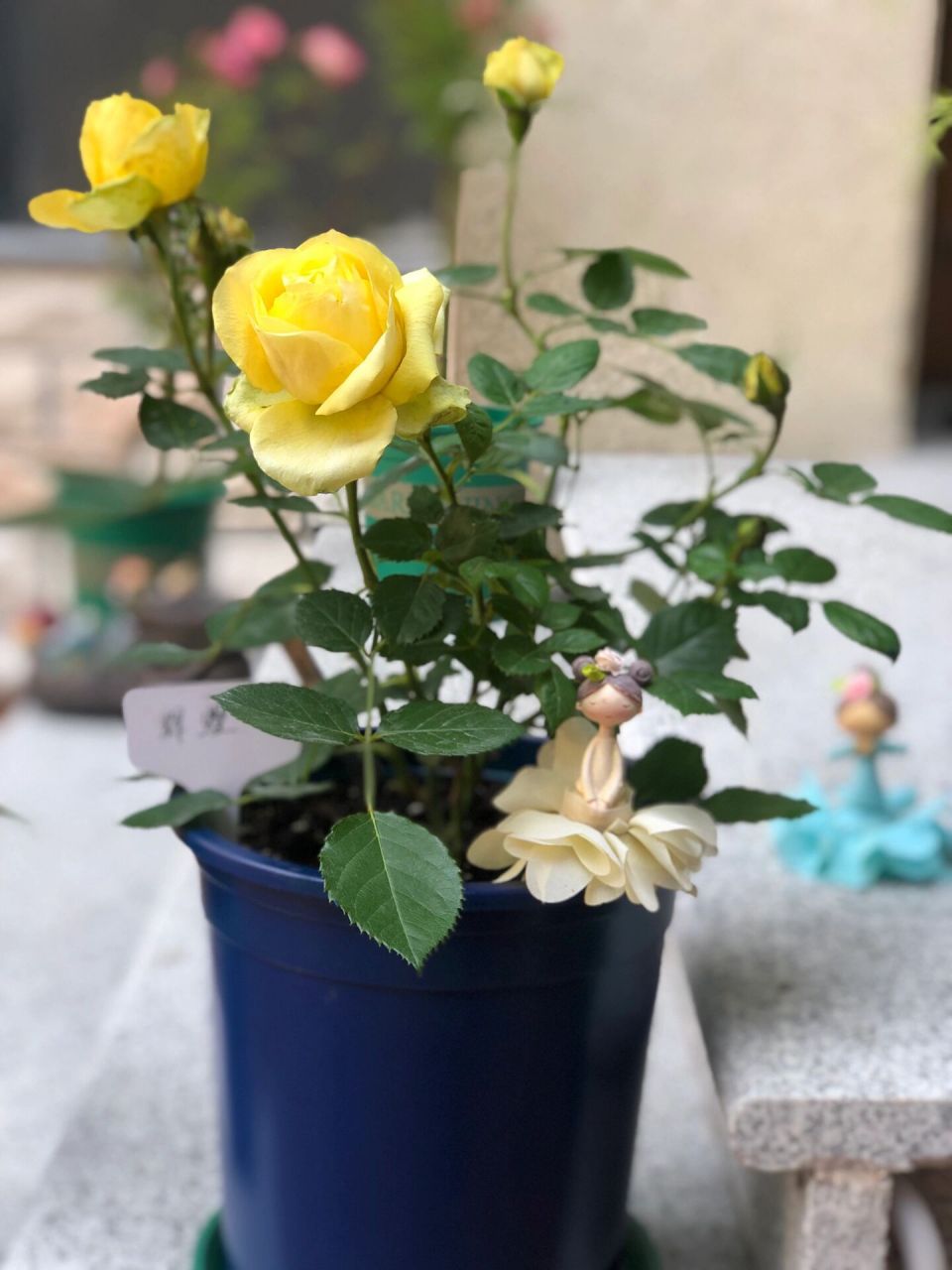 宝藏月季———辉煌 这盆花是入坑初期买来的,大概在今年二月份,当时