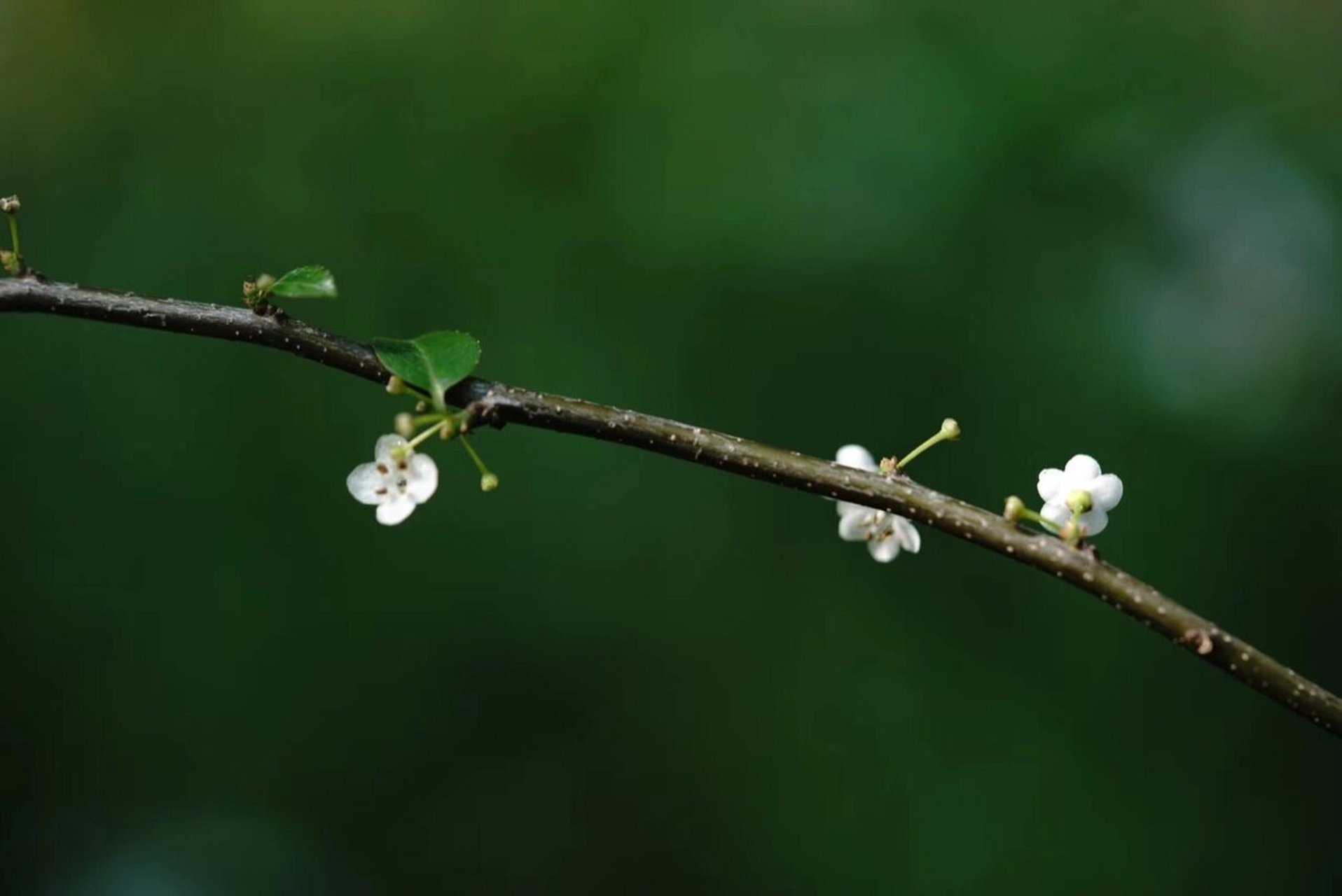 梅叶冬青|落叶只剩枝,覆得皑皑雪 梅叶冬青又称「岗梅」「秤星树」