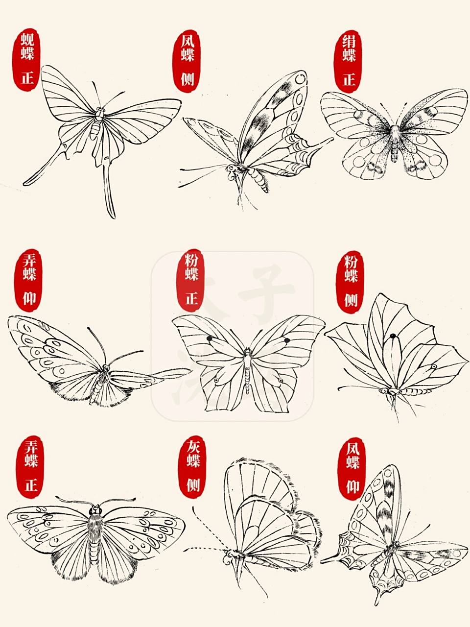 98今天分享的是中国画中常见的蝴蝶白描与线描的画法第二篇,其中