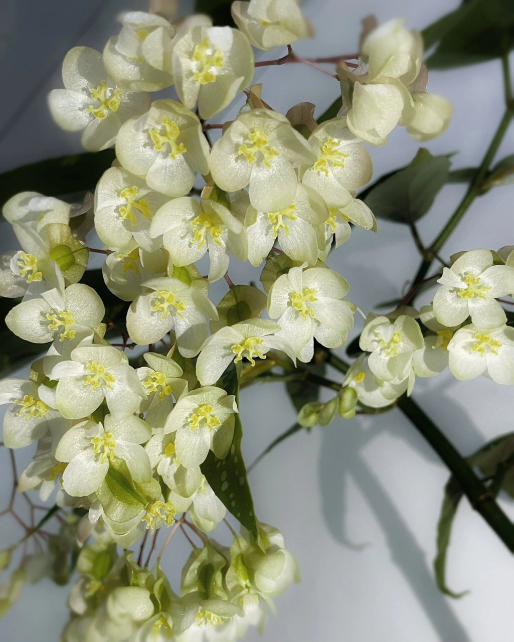 白花竹节秋海棠|开花课堂来了 海棠不要不舍得打顶 要不然就会收获