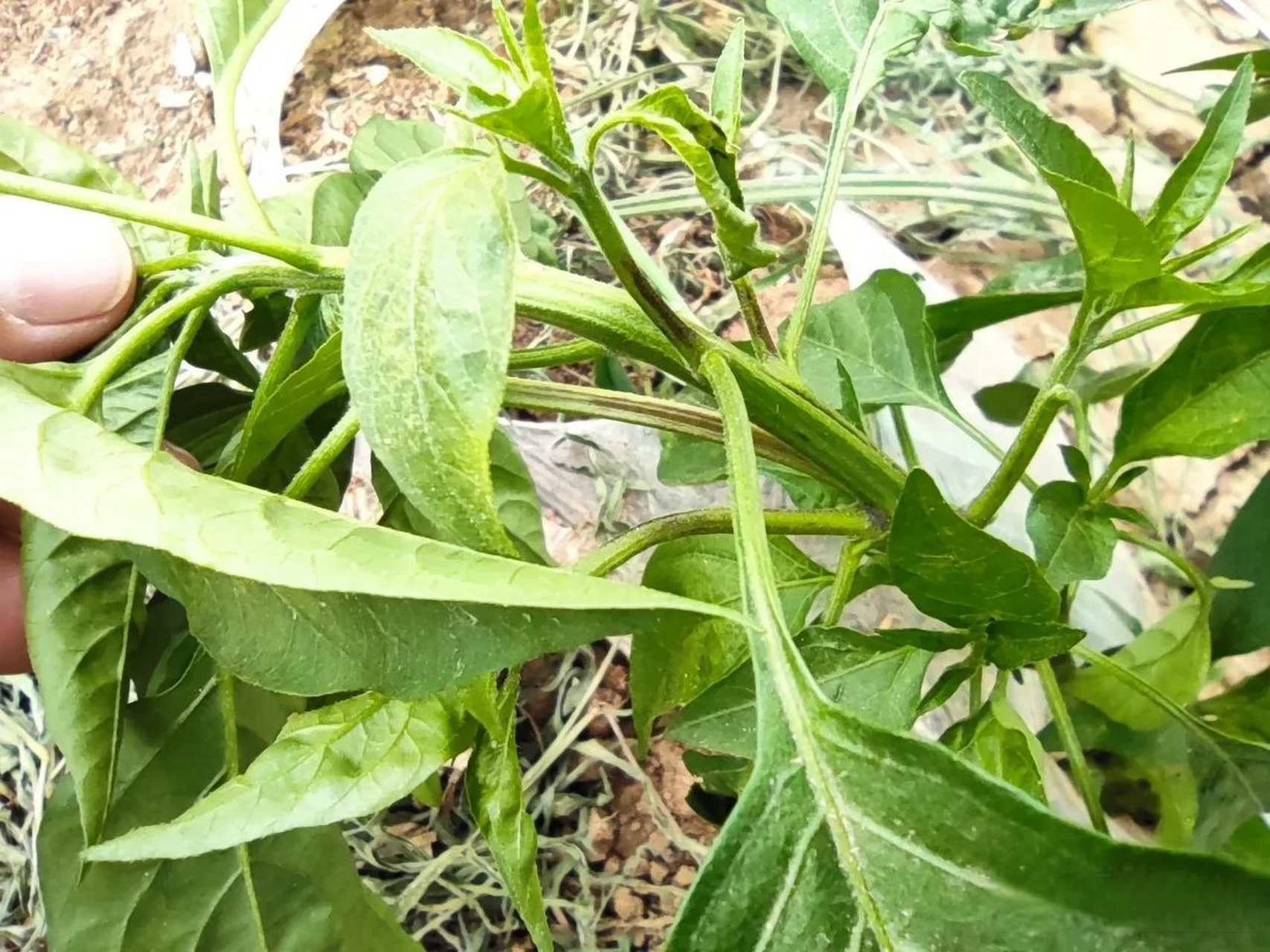 辣椒疫病并不难治,选对杀菌剂事半功倍.