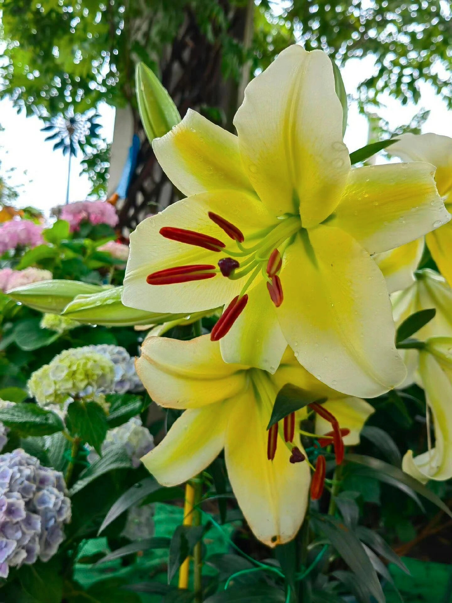 黄色百合花代表财富和高贵 好看的花一定要