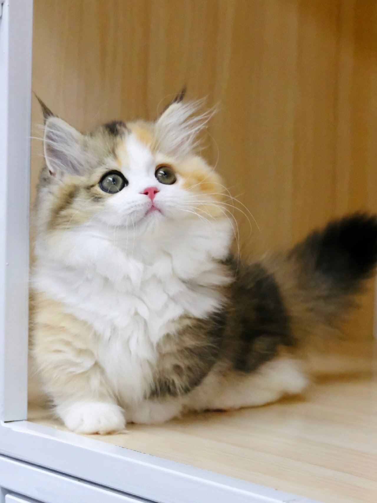 三花猫图片