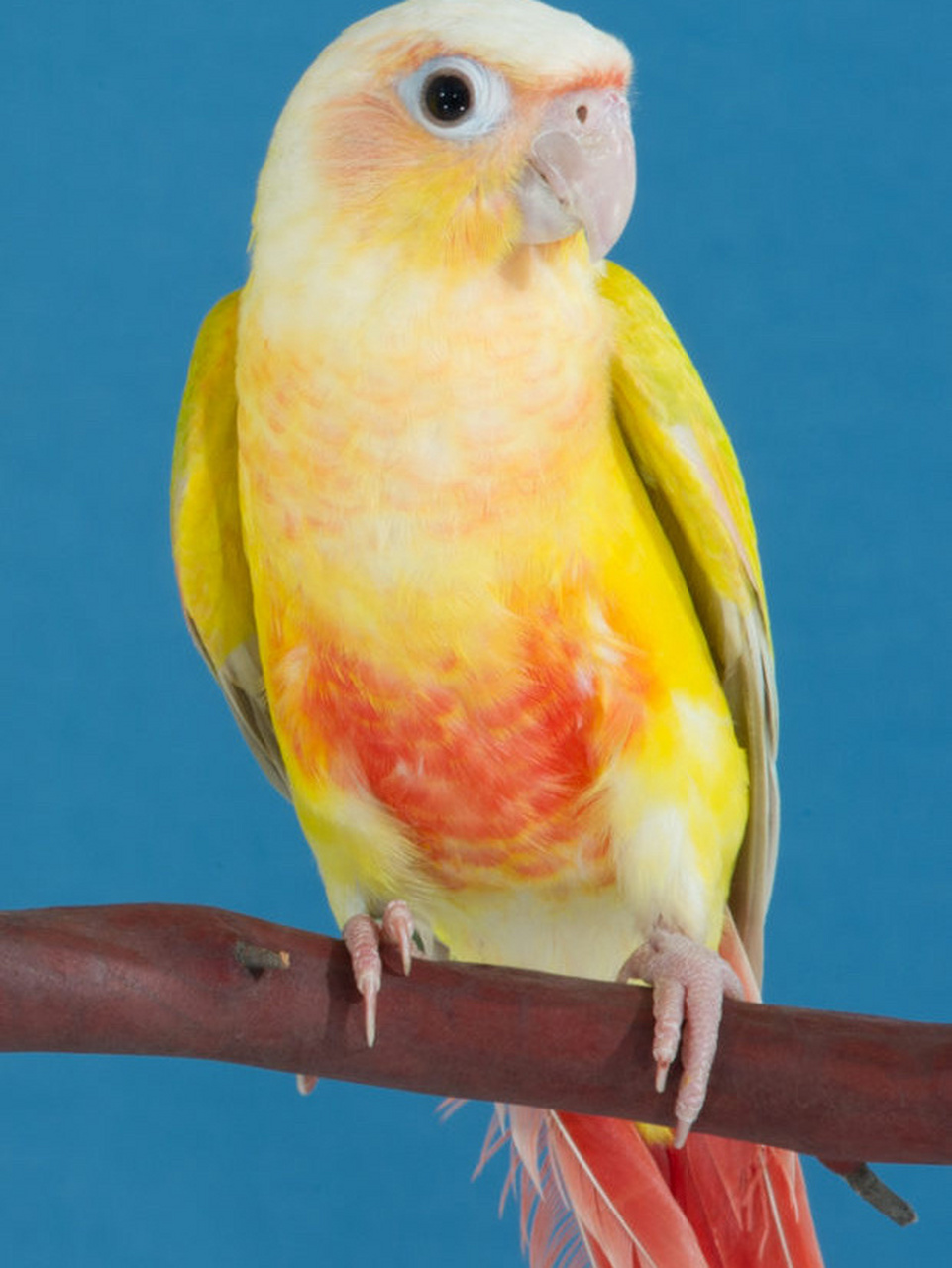 绿颊锥尾鹦鹉|小太阳鹦鹉|进阶版 94上一篇介绍了绿颊小太阳最常见