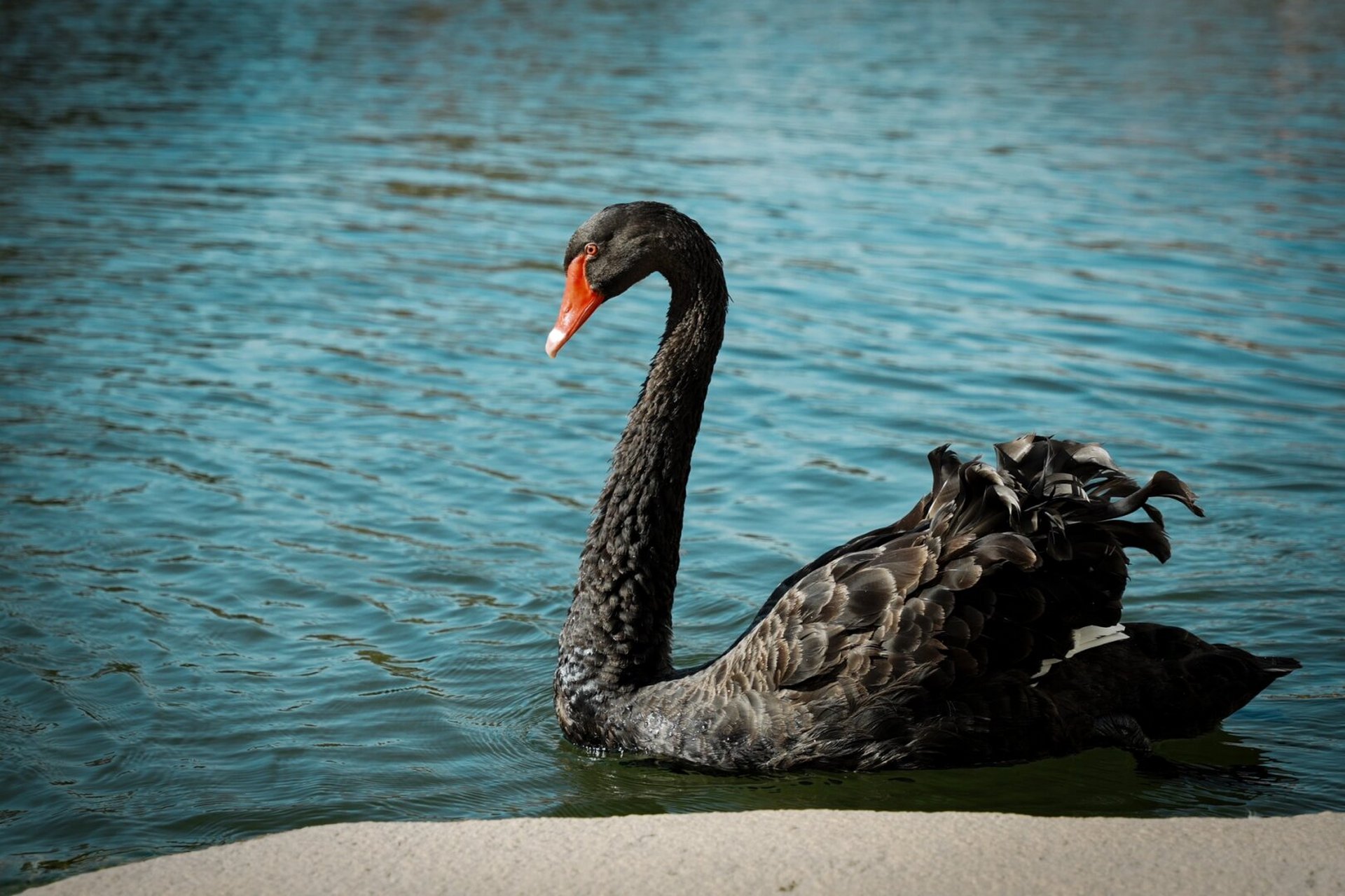 给我看看你们拍的黑白灰大鸭子91