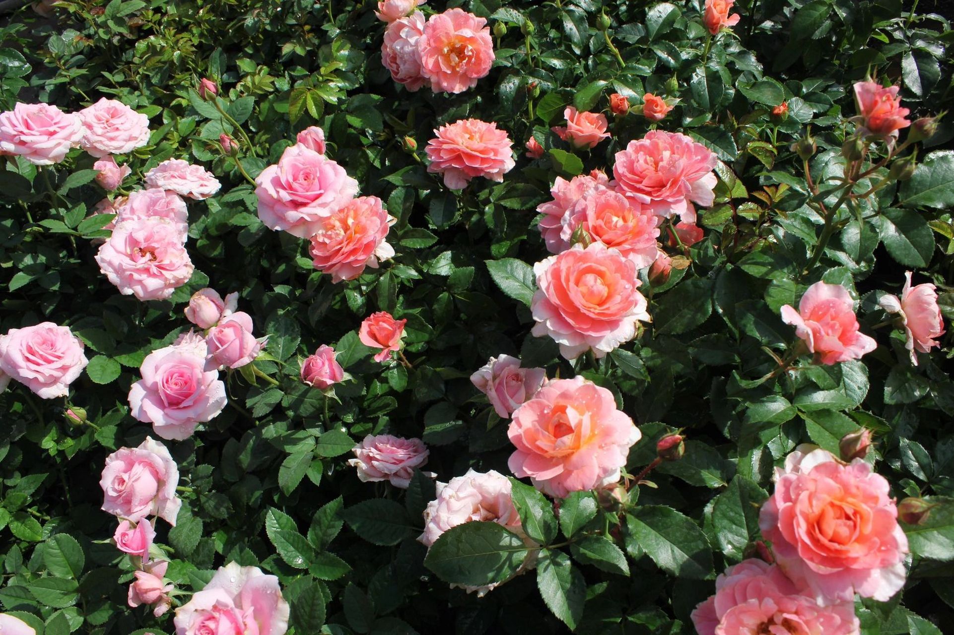 芳香王月季 一個被遺落的陽臺月季 芳香王陽臺 (rose terrazza