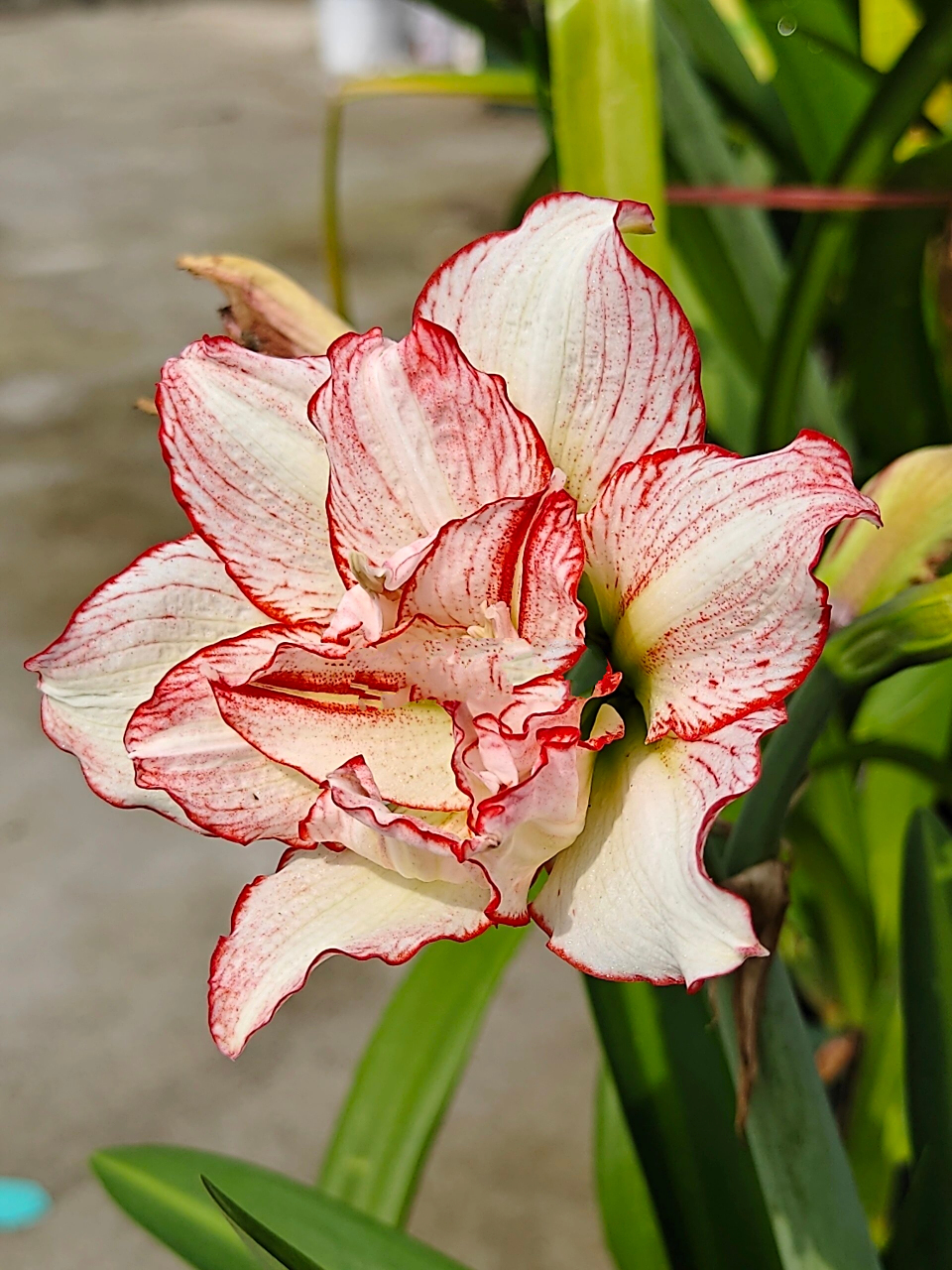 朱顶红 白肋羽芙蓉 初花,株型矮小的朱.