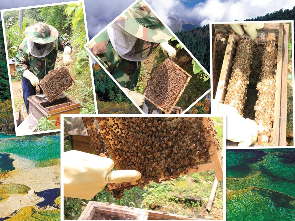 荆条花蜂蜜的功效与作用 荆条蜜是产于我国北方地区的大宗蜂蜜,主要