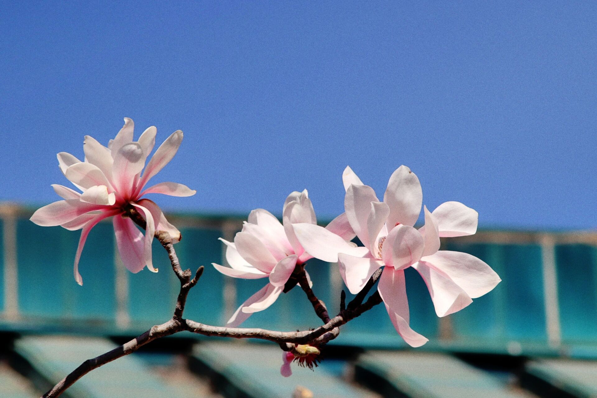 国家植物园的那株星花玉兰千万不要错过它!    国家植物园北园宿根花