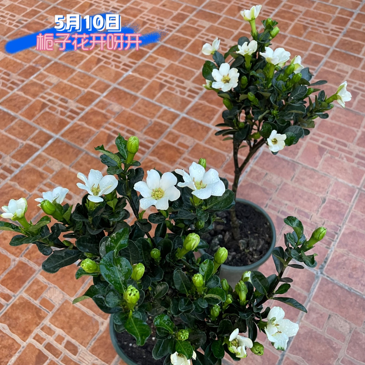 清誉栀子花 嗯～就是从小听的童谣"栀子花茉莉花"中的栀子花呀～ 看有