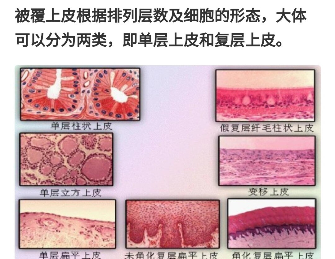 被覆上皮的分类图片图片