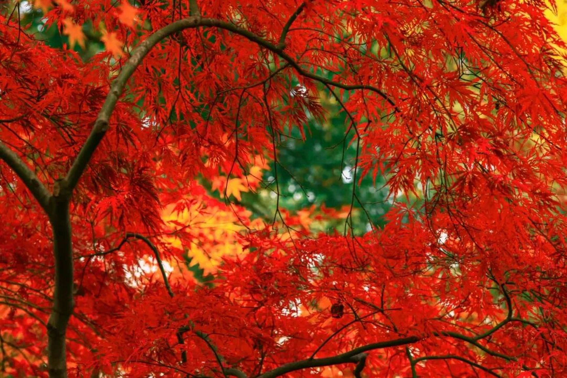 层林尽染 秋霞圃的枫叶红了 这个位于嘉定的小园林藏着这个美丽的秋天