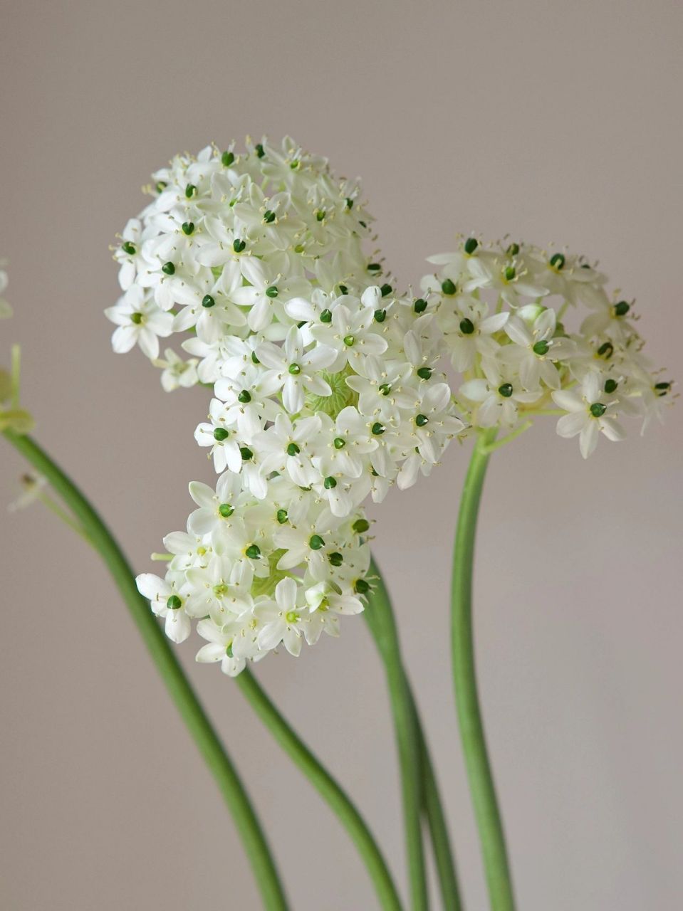 花材分享 | 天鹅绒78 天鹅绒/伯利恒之星是百合科多年生球根植物