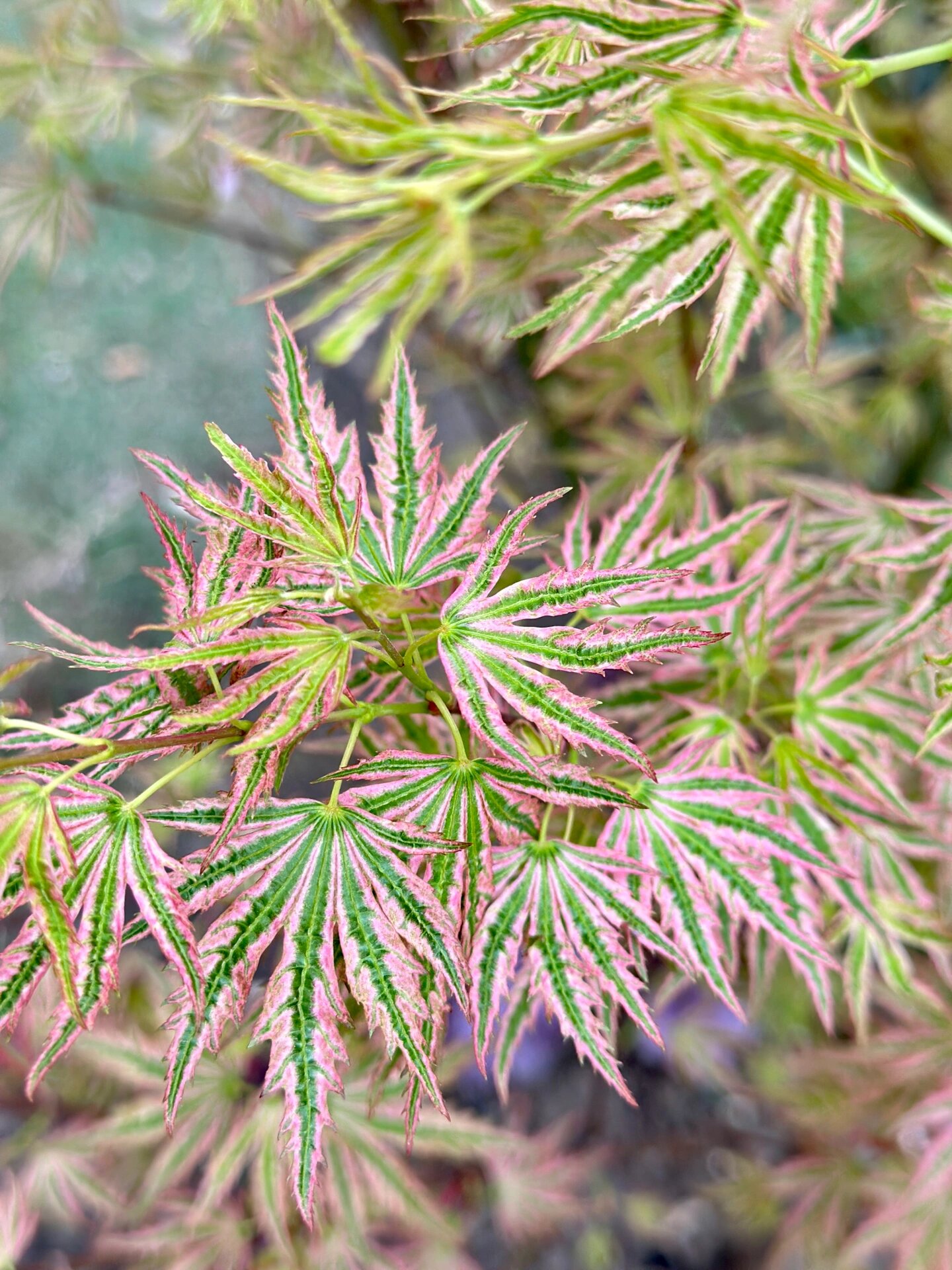 ——日笠山枫树 日笠山粉绿白相间