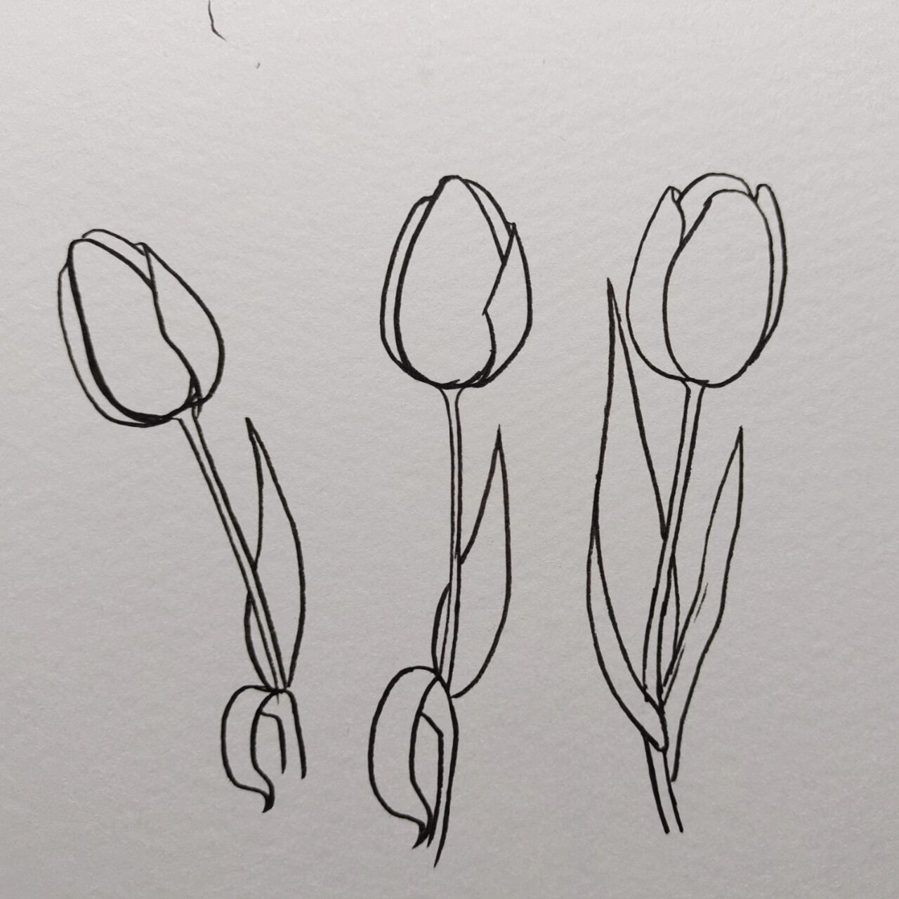 手绘郁金香93 简笔画花卉 郁金香简笔画 临摹至