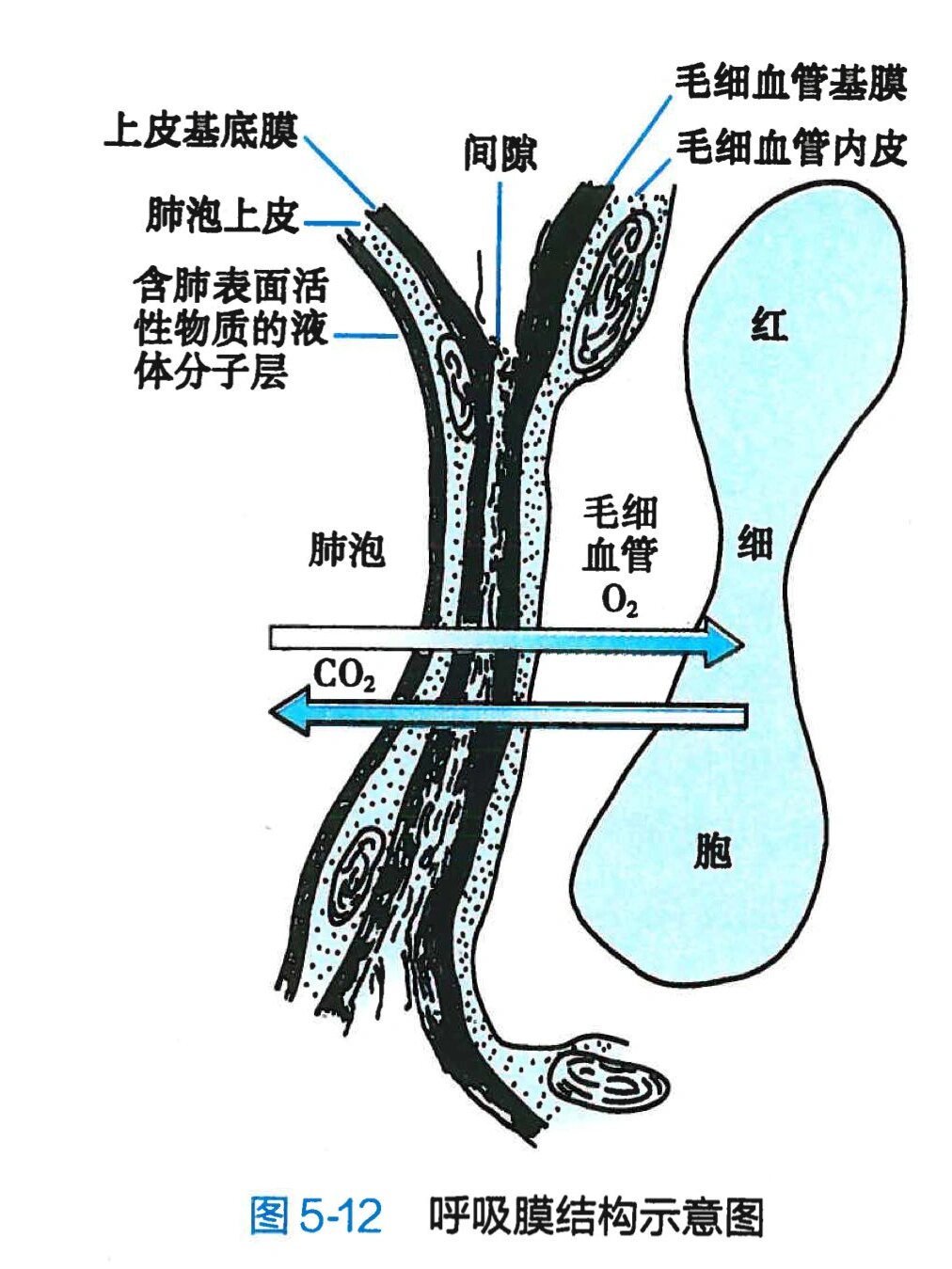 肺通气与肺换气图片