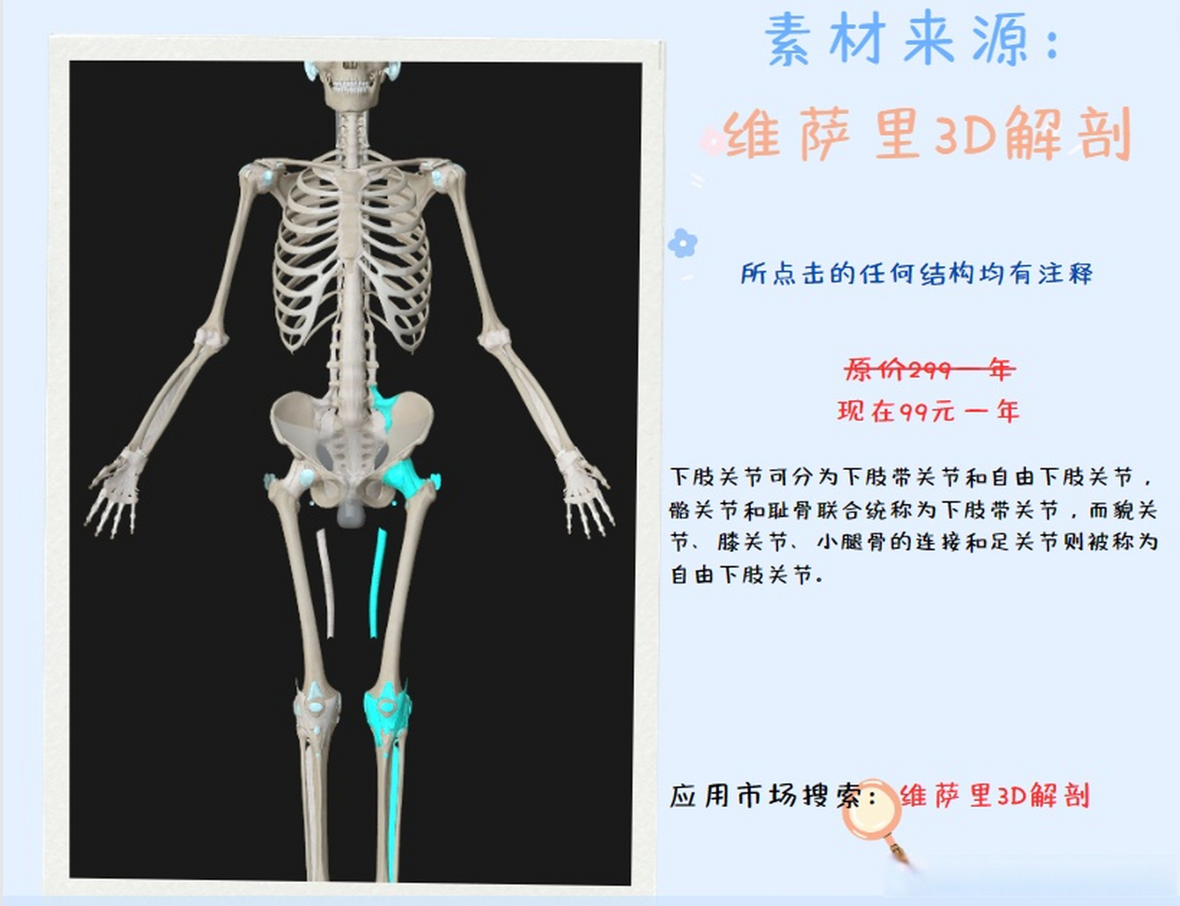 #济宁医学院##维萨里3d解剖# 下肢关节可分为下肢带关节和自由下肢关
