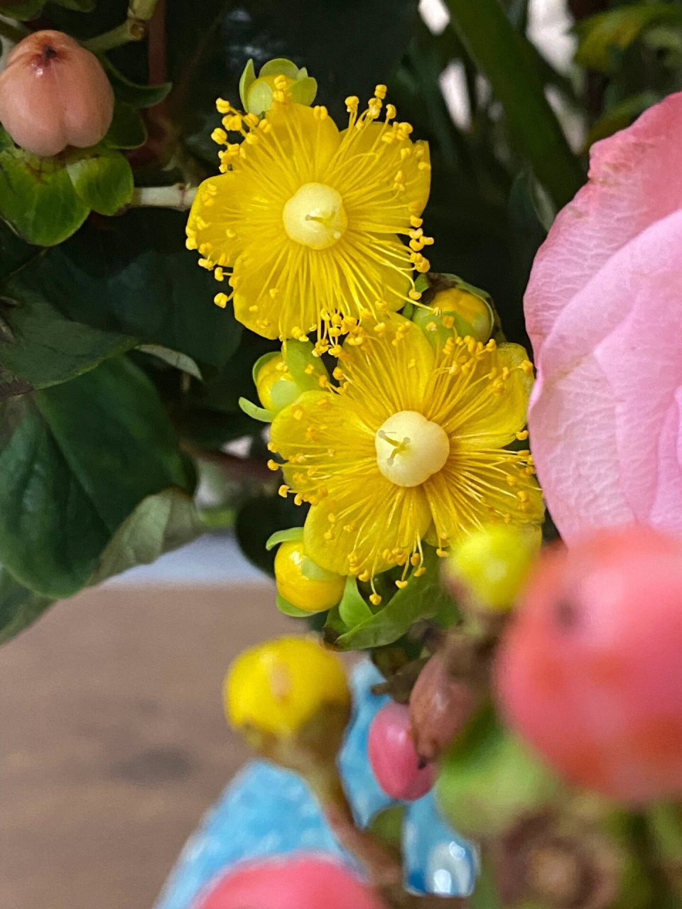 相思豆开花啦! 红豆生南国,春来发几枝,愿君多采撷,此物最相思.