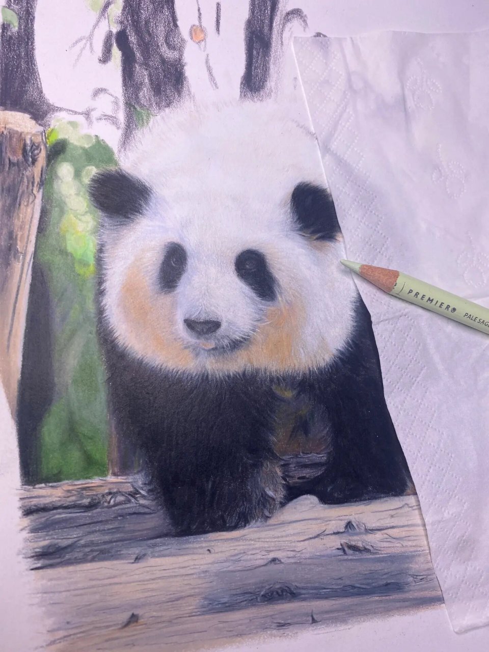 彩铅手绘熊猫花花 这画的是炸毛的花花吧