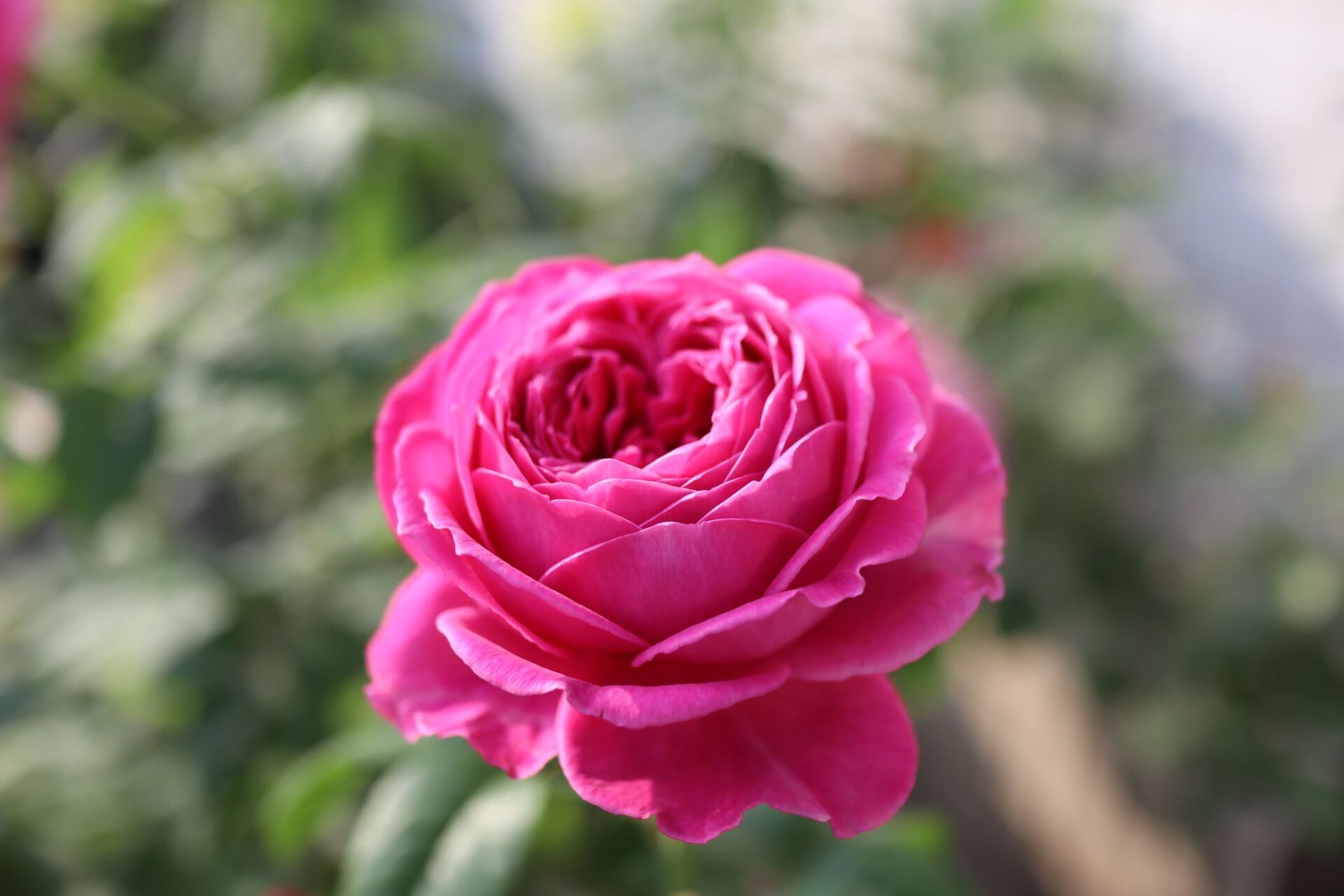 怀旧优雅月季 耐热月季推荐 怀旧优雅,耐热 耐高温 耐晒.