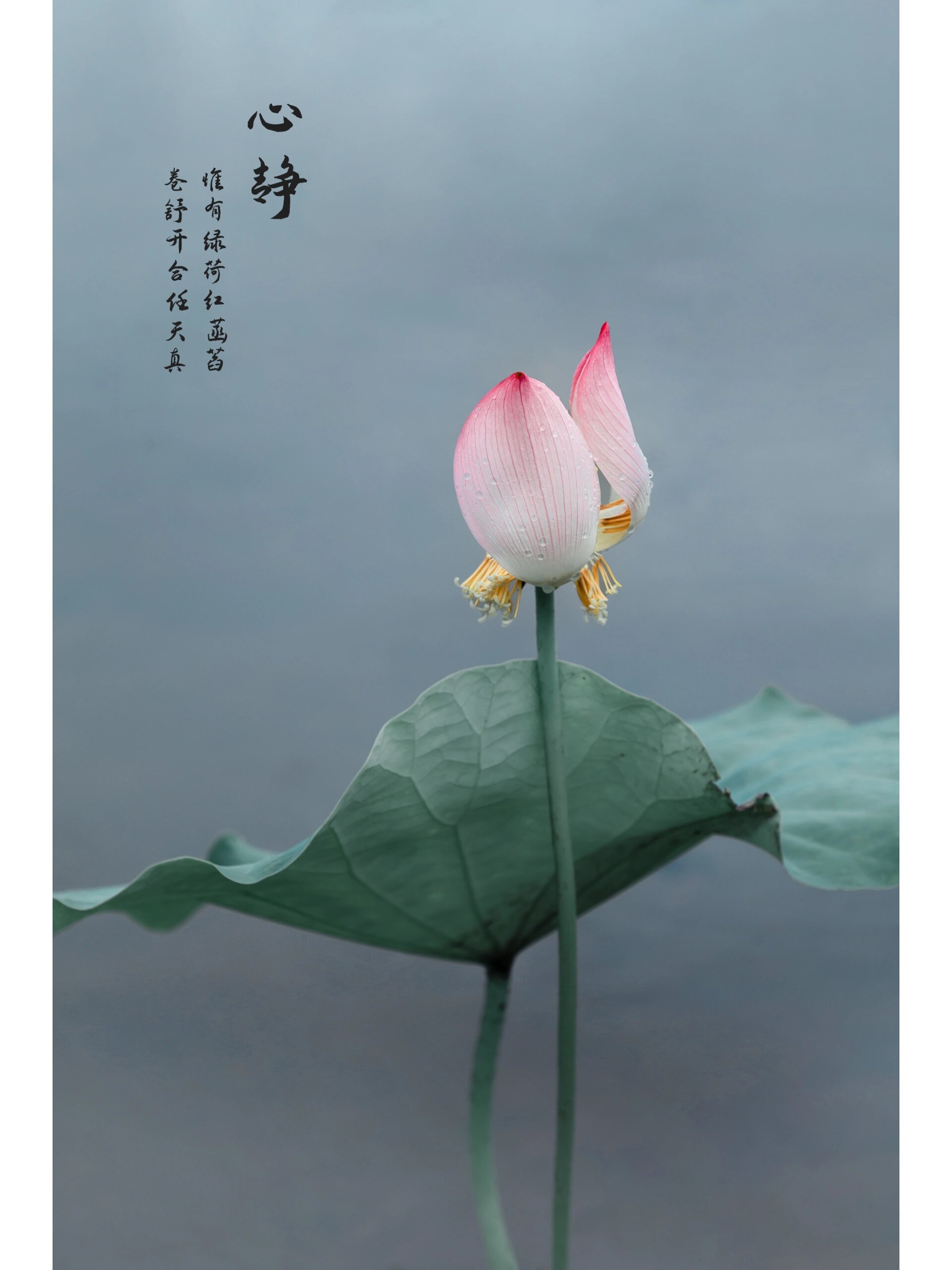 绘画素材| 唯美夏日荷花,超有意境