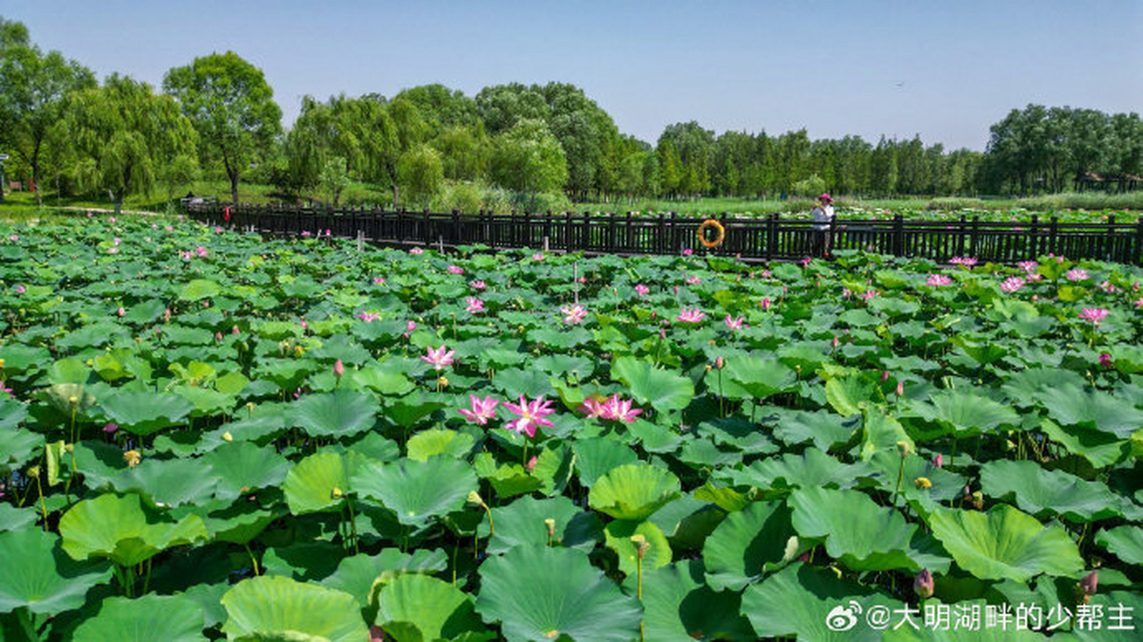 沿着黄河遇见海# 济西湿地公园位于济南西部城区,这里是济南的"清肺