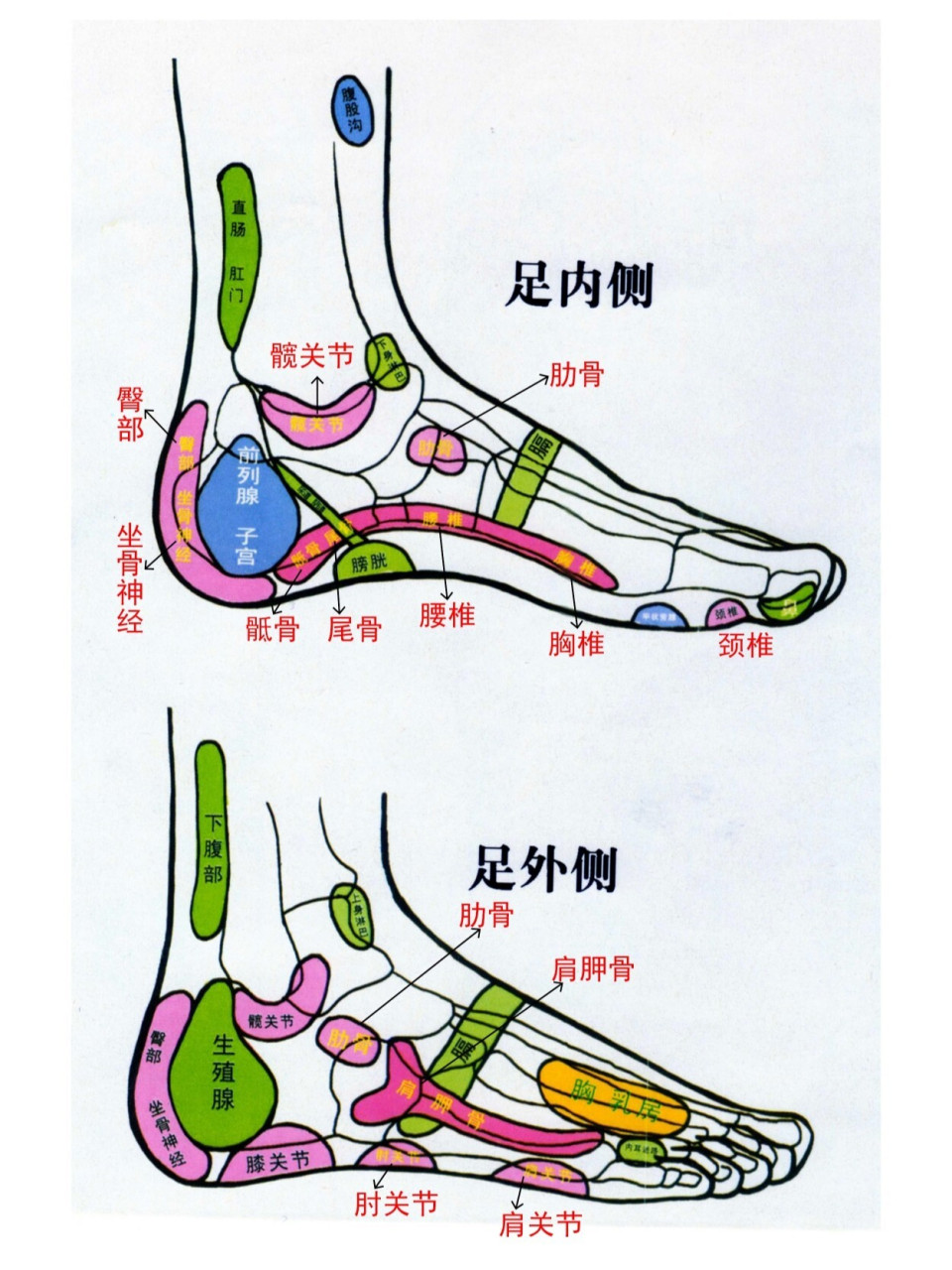 足部反射区挂图原图图片