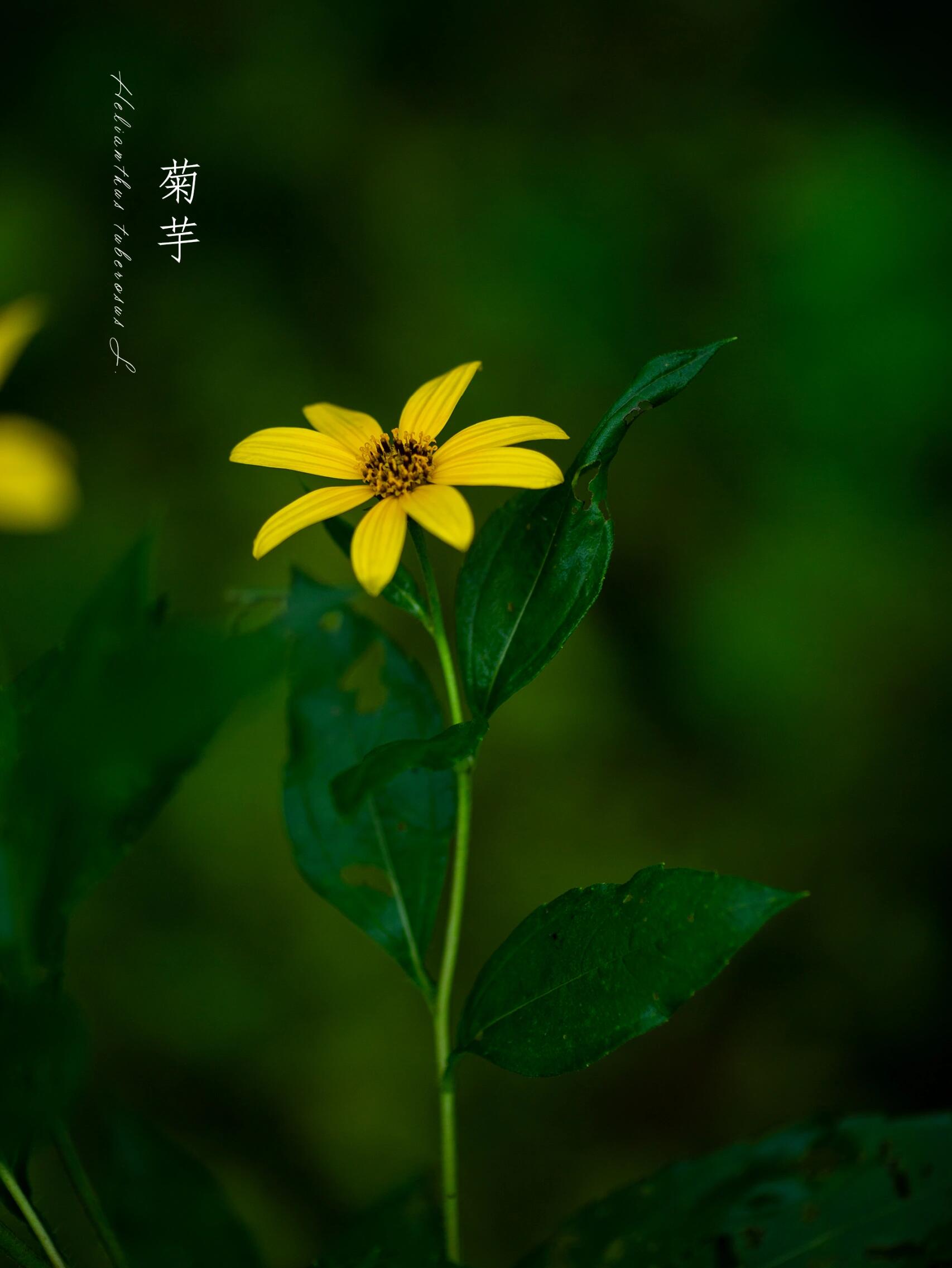 黄莺花的花语图片