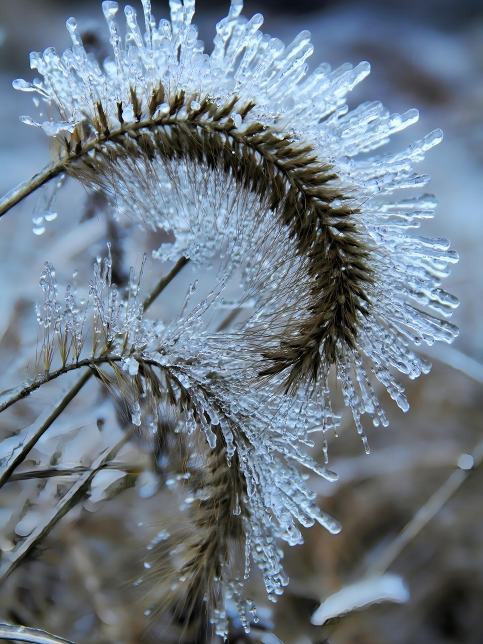 冰花图片 92 今天,分享的是这组冰花图片,希望大家能够欣赏到大自然