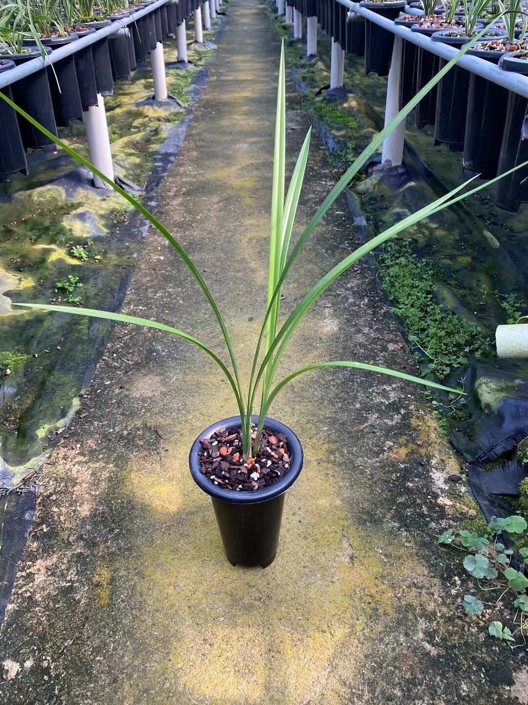 寒兰雪中红  寒兰雪中红,产于福建杉岭山脉南麓山林,细叶种冬花寒兰素