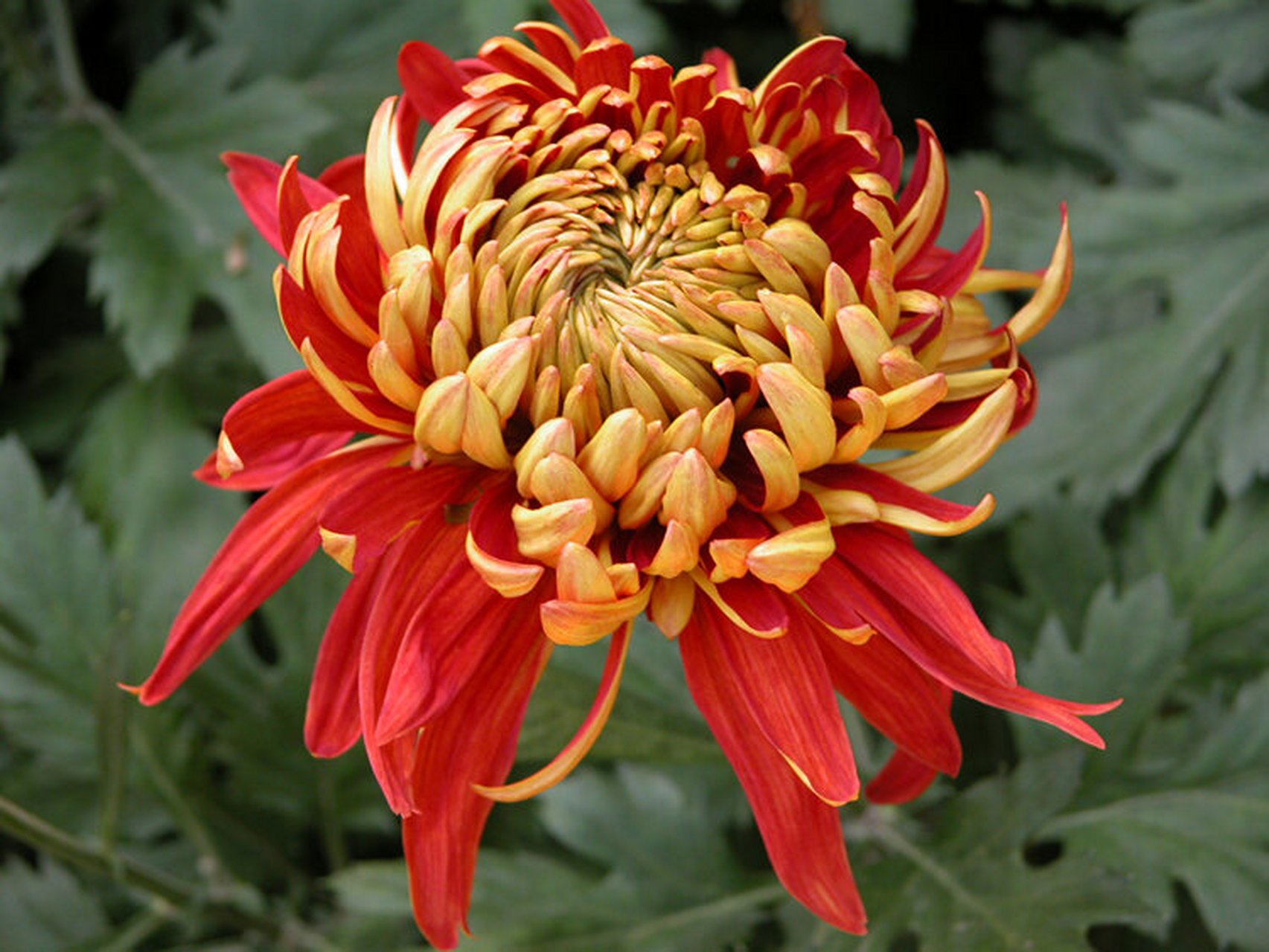 菊花分类知多少 菊花依花瓣,花型可分为五个瓣类,分别是平瓣类,管瓣类