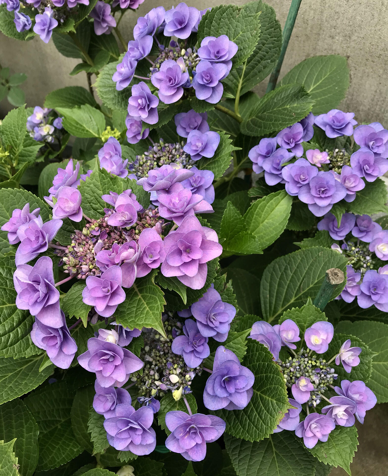 我的绣球系列——妖精之瞳 又是一款秃子绣球,单花期超级长.