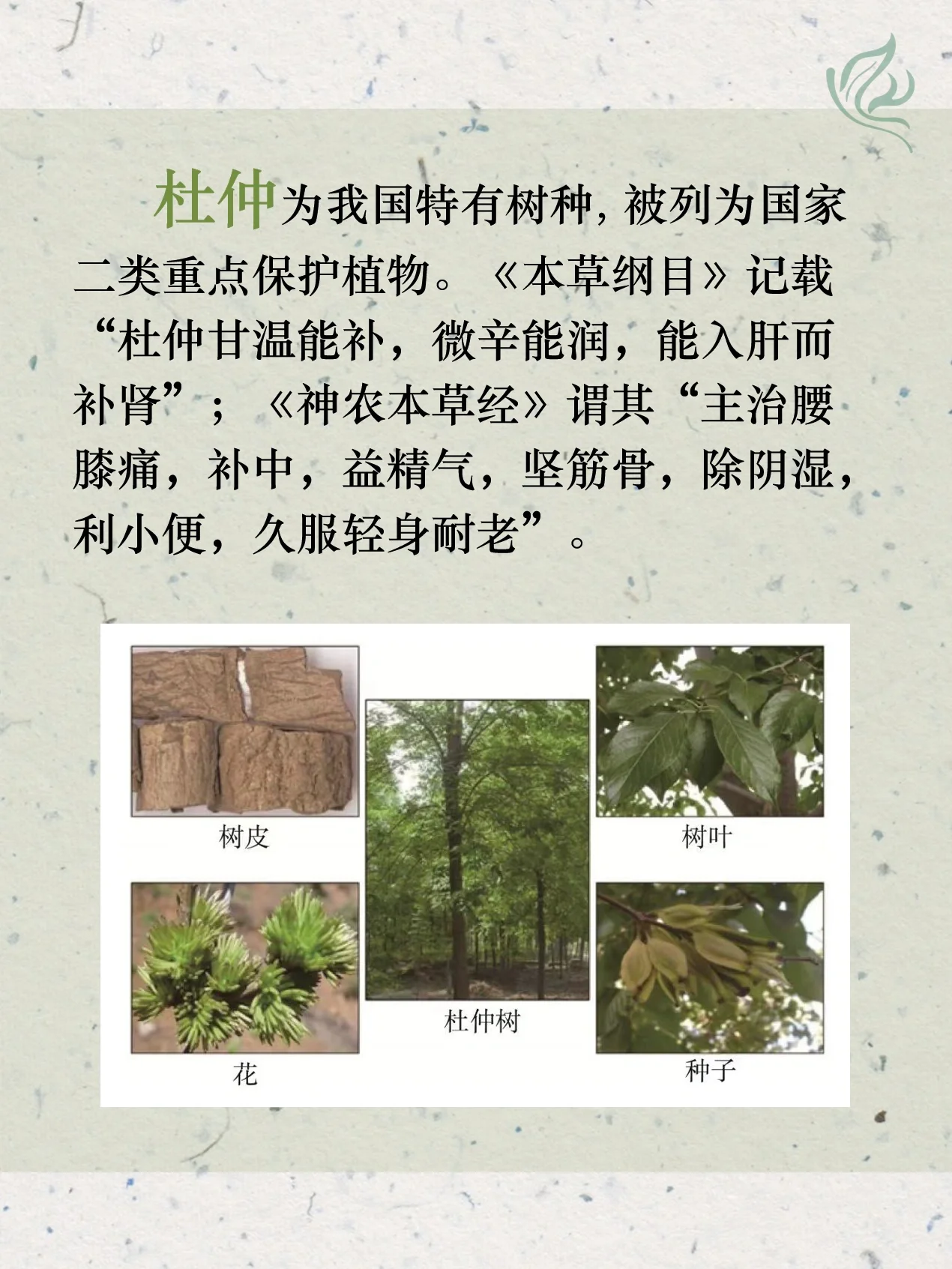 每天认识一种中药材——杜仲叶