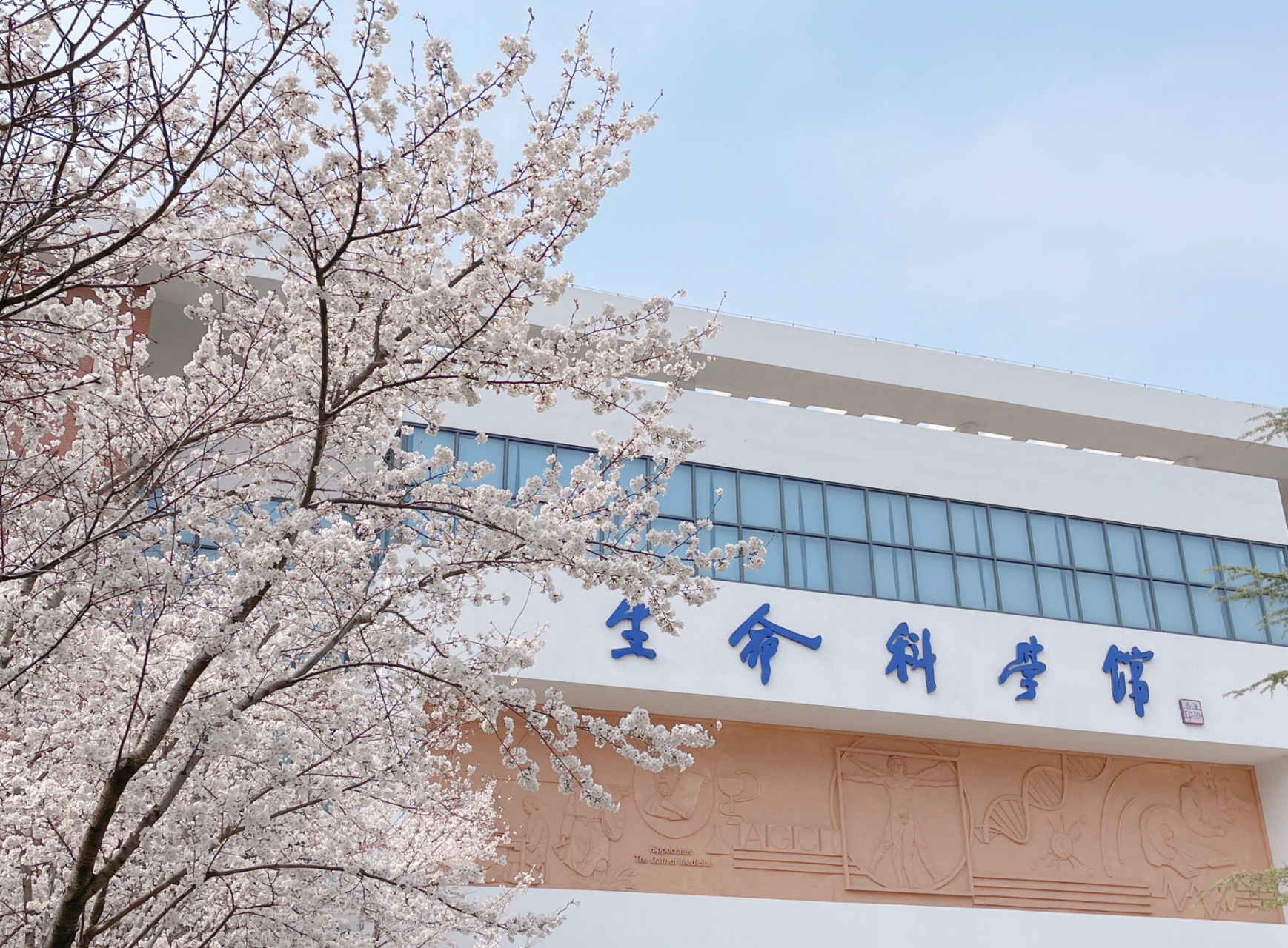 南医大康达学院/又到了赏樱季!