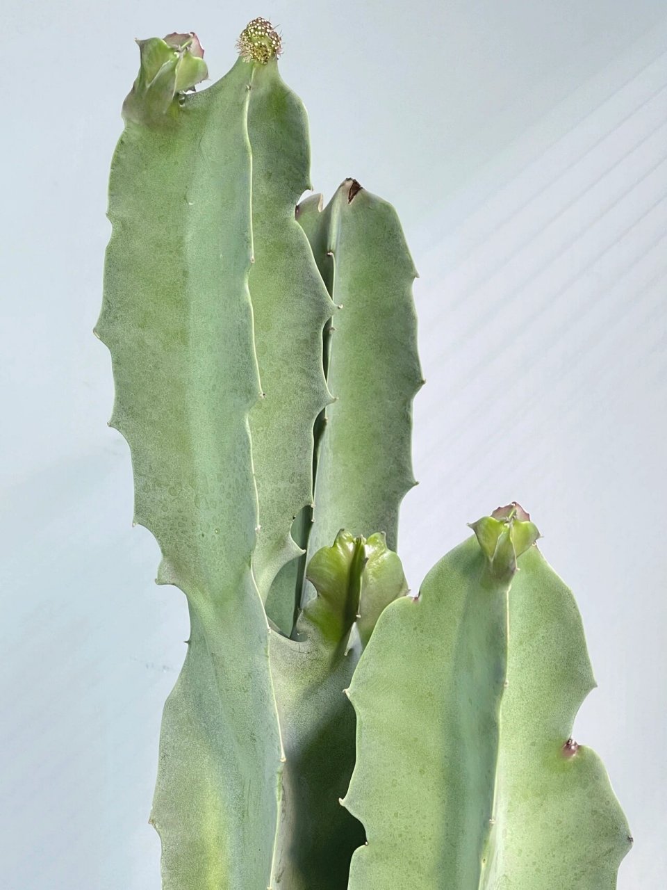 性冷淡植物:孤独女王(萝藦科 性冷淡植物:孤独女王(萝藦科 萝藦在