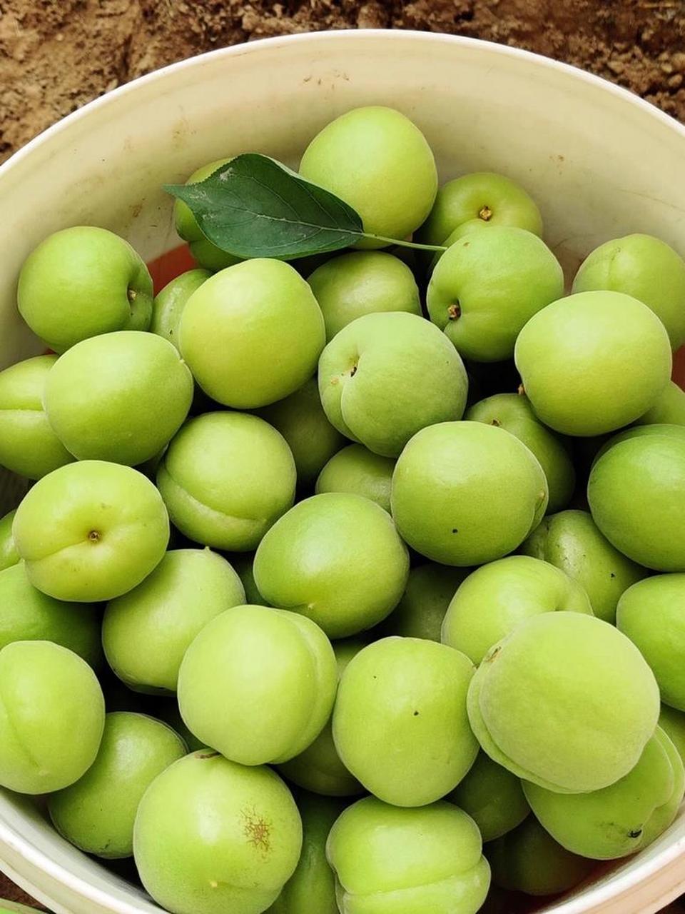 杏子,典型的中国原产水果 酸脆多汁 喜欢吃酸的喜欢的不得了 不喜欢