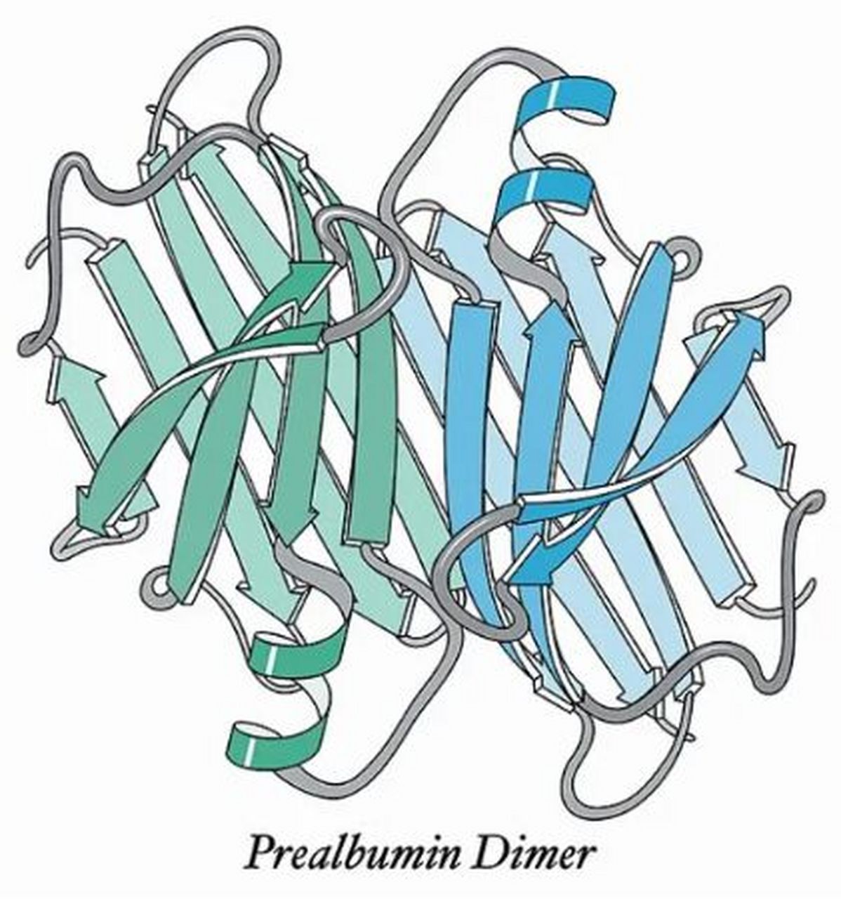 前白蛋白和白蛋白的区别 什么是前白蛋白?