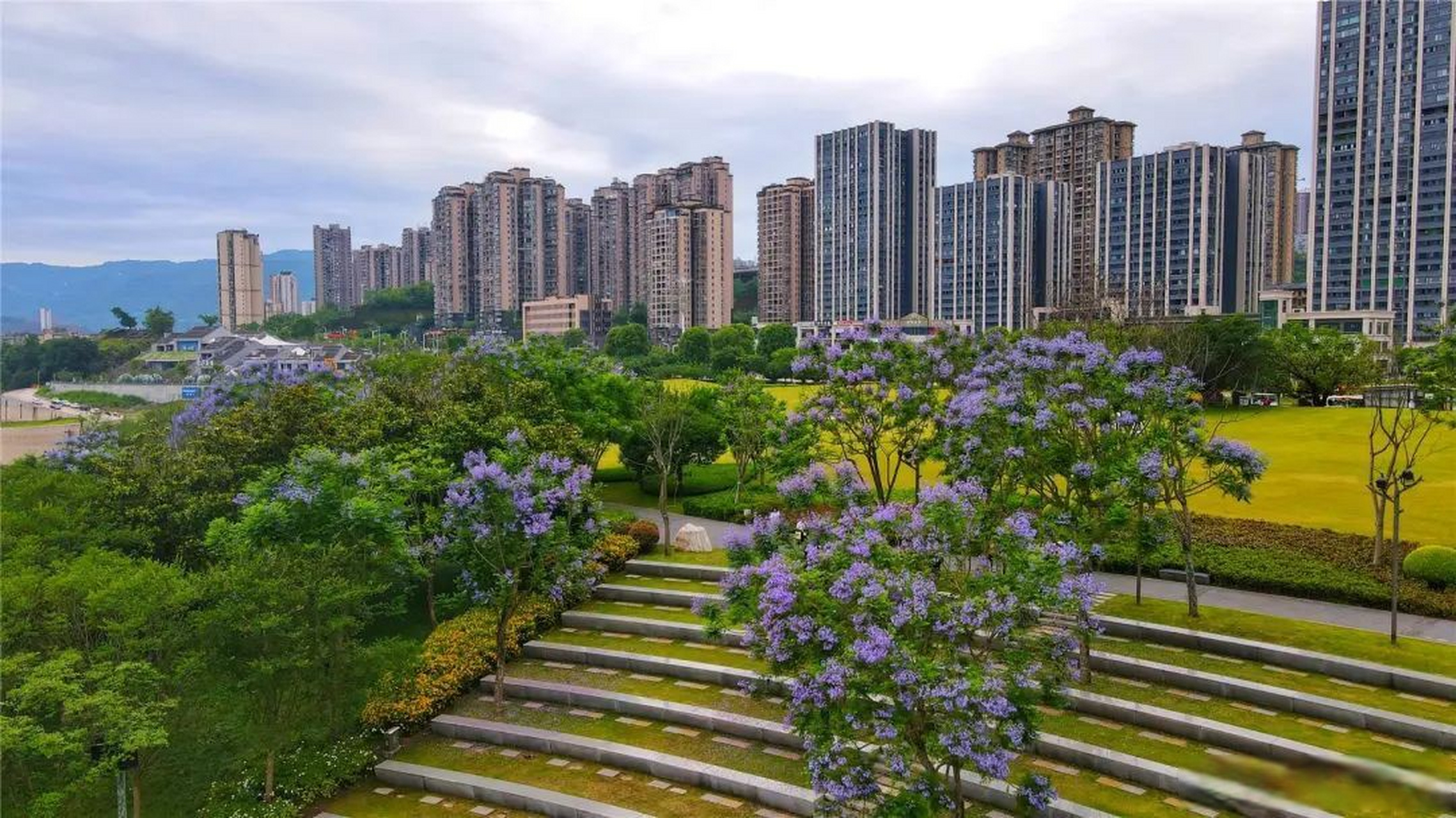 蓝花楹树好养吗
